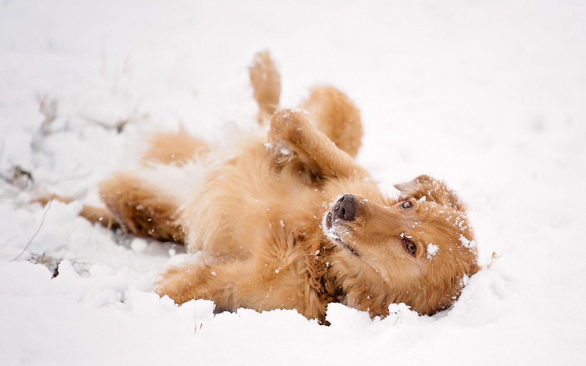 snow, Look, Dog, Friend, Winter Wallpaper HD / Desktop and Mobile Background