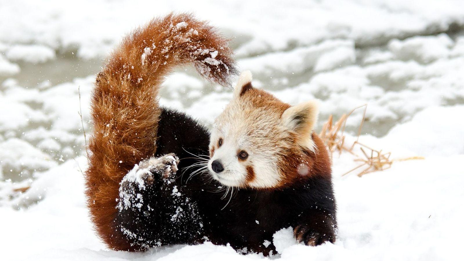 Chinese Little Red Panda Playing in Snow Wallpaper