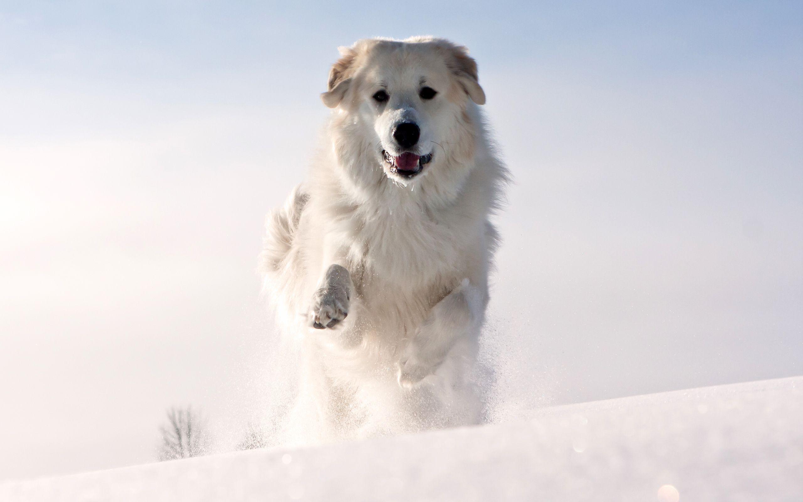 HD Snow Dog Wallpaper. Download Free -112104. Snow dogs, Dog background, Dogs