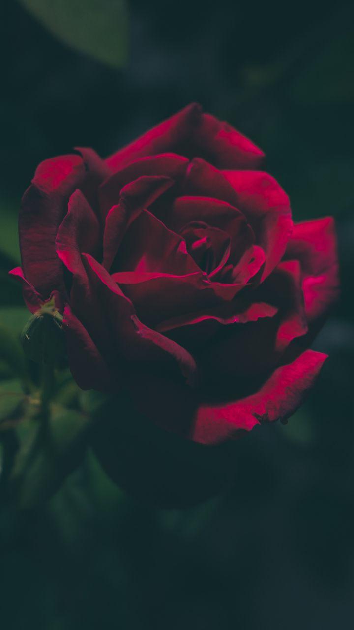 Photography. Red roses wallpaper