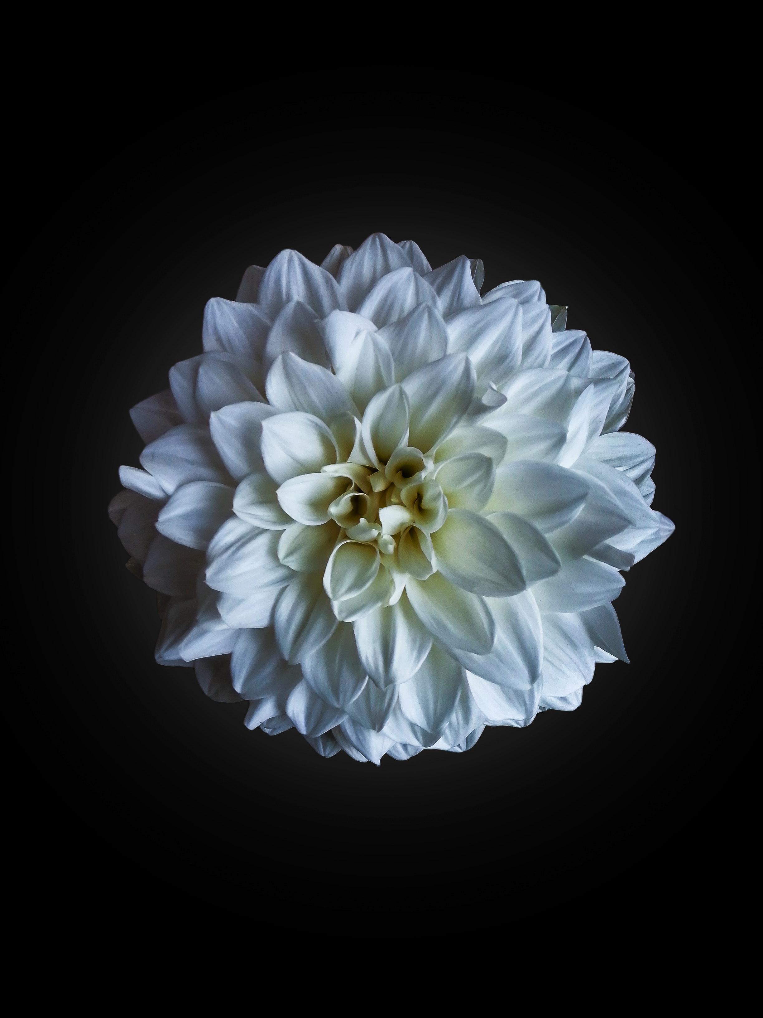 Android Flower 4k Wallpapers - Wallpaper Cave