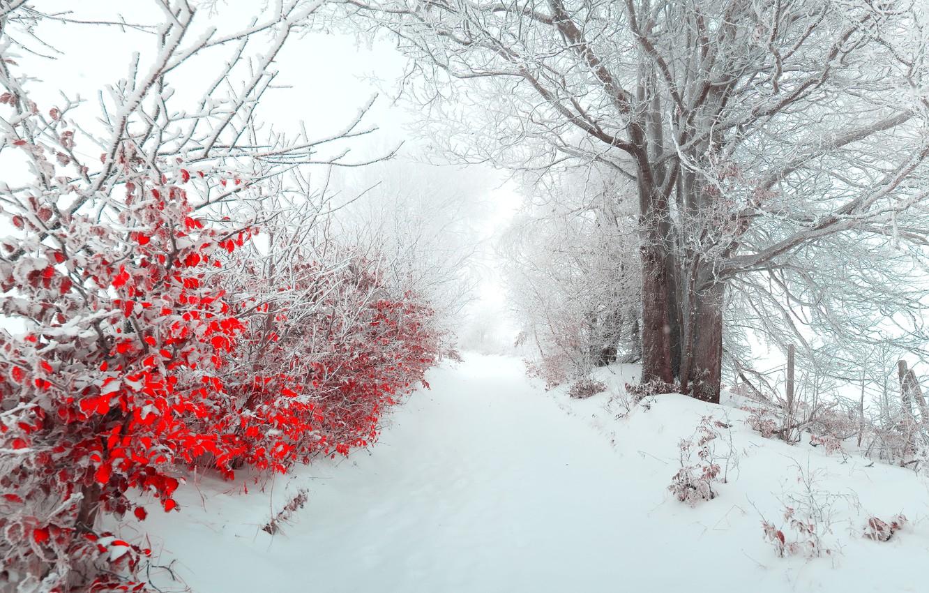 Wallpaper winter, leaves, snow, nature, fog, tree, morning