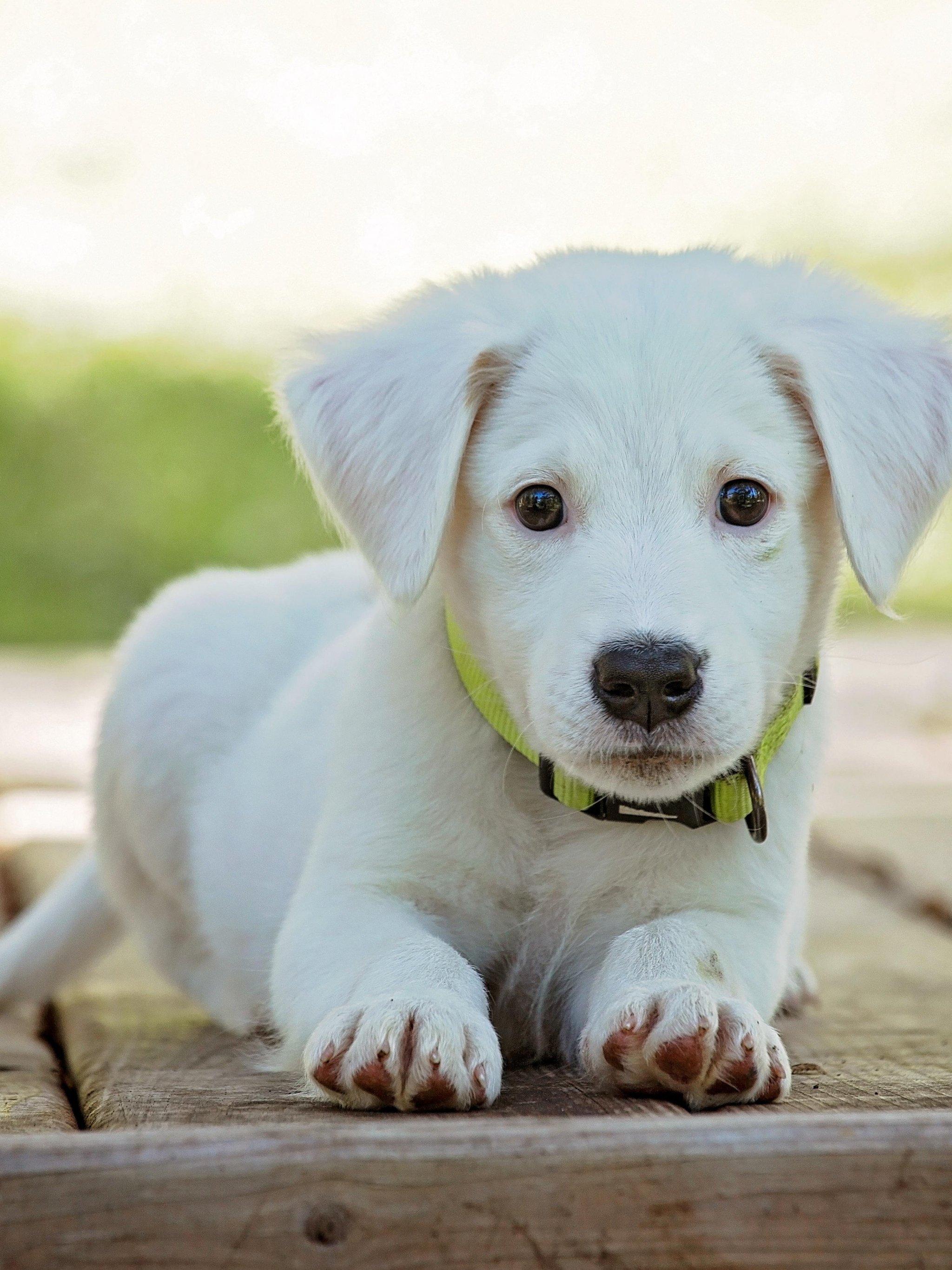 Cute Puppy Wallpaper, Android & Desktop Background