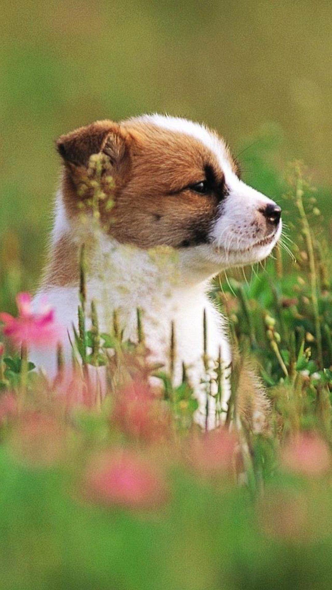 Puppy. Cute Puppies Wallpaper for iPhone. Animals Dog Phone