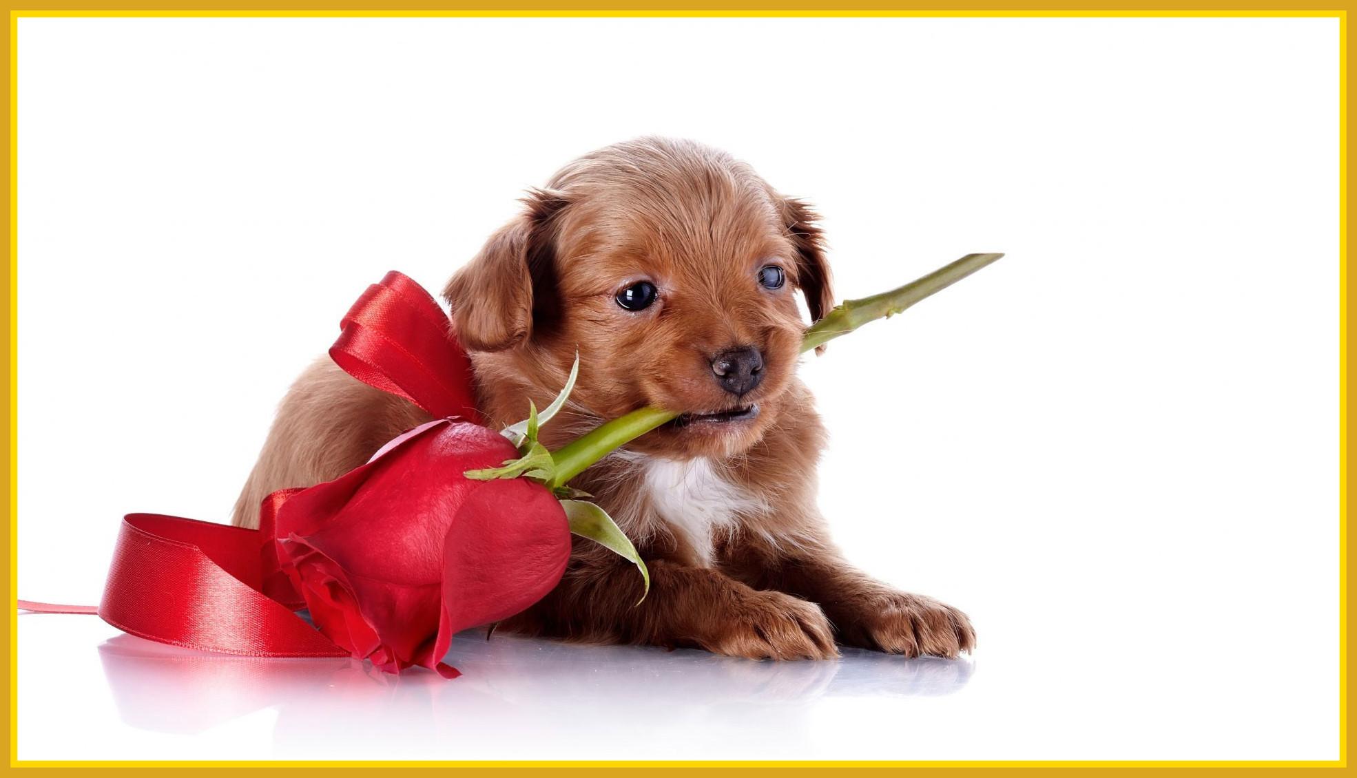 Valentines Puppy And Kitten Wallpapers