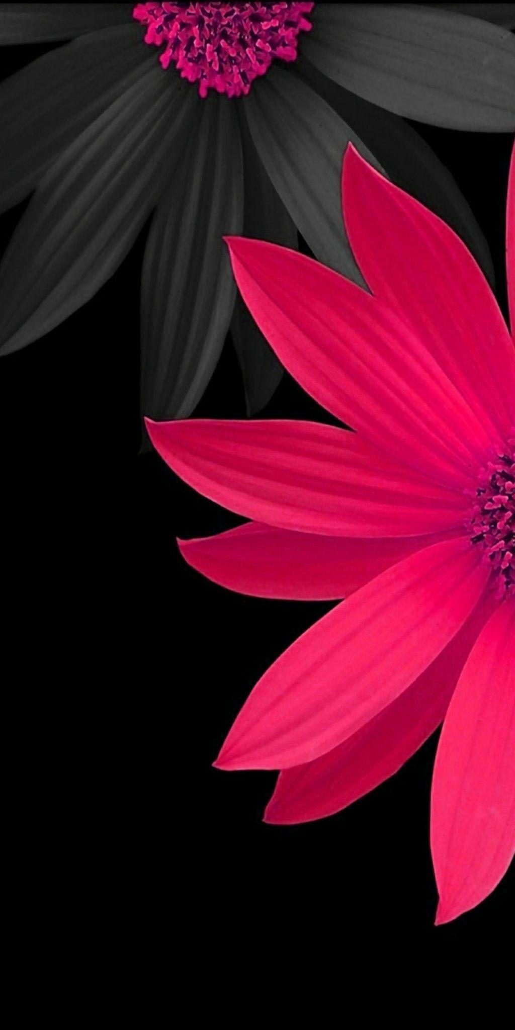 Pink and Black 3D Flowers Wallpaper. Latar belakang, Bunga daisy