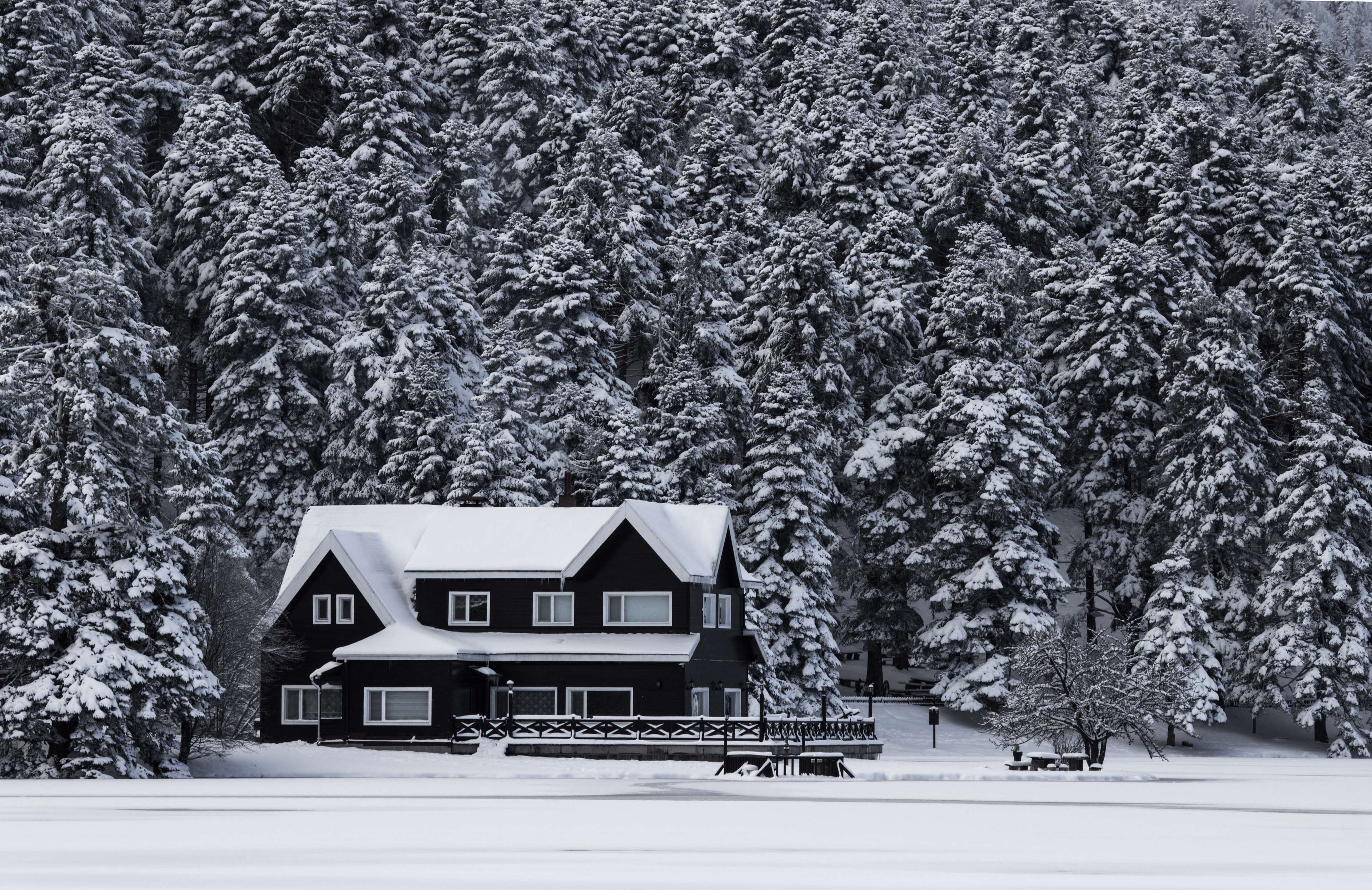 alone, calmness, cold, cool, forest, frost, frozen, home