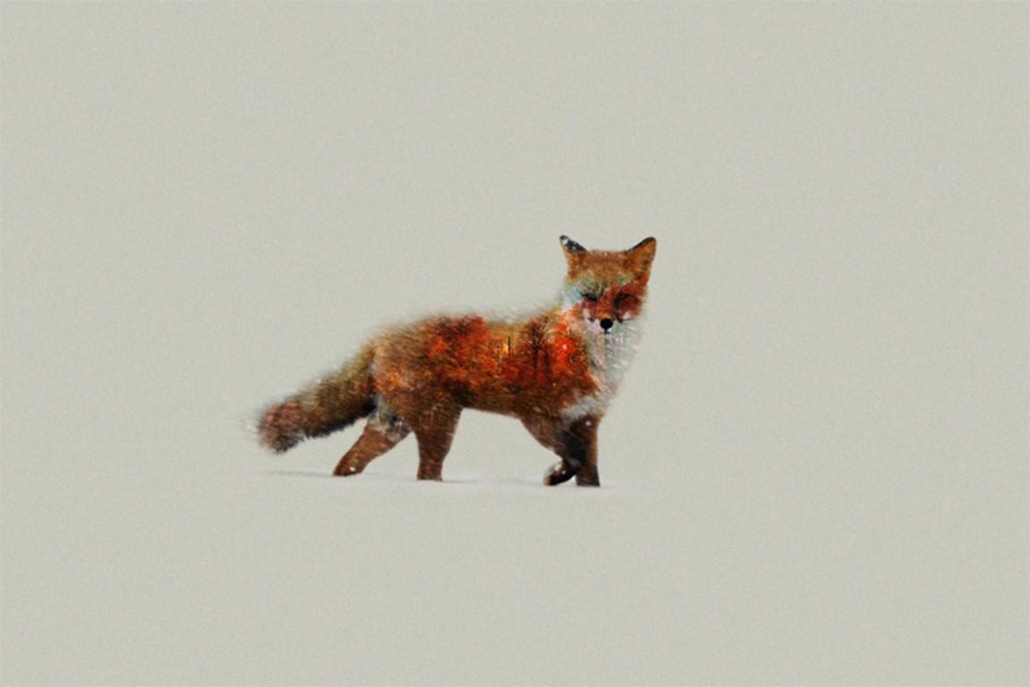 Fox Artist, HD Animals, 4k Wallpaper, Image, Background