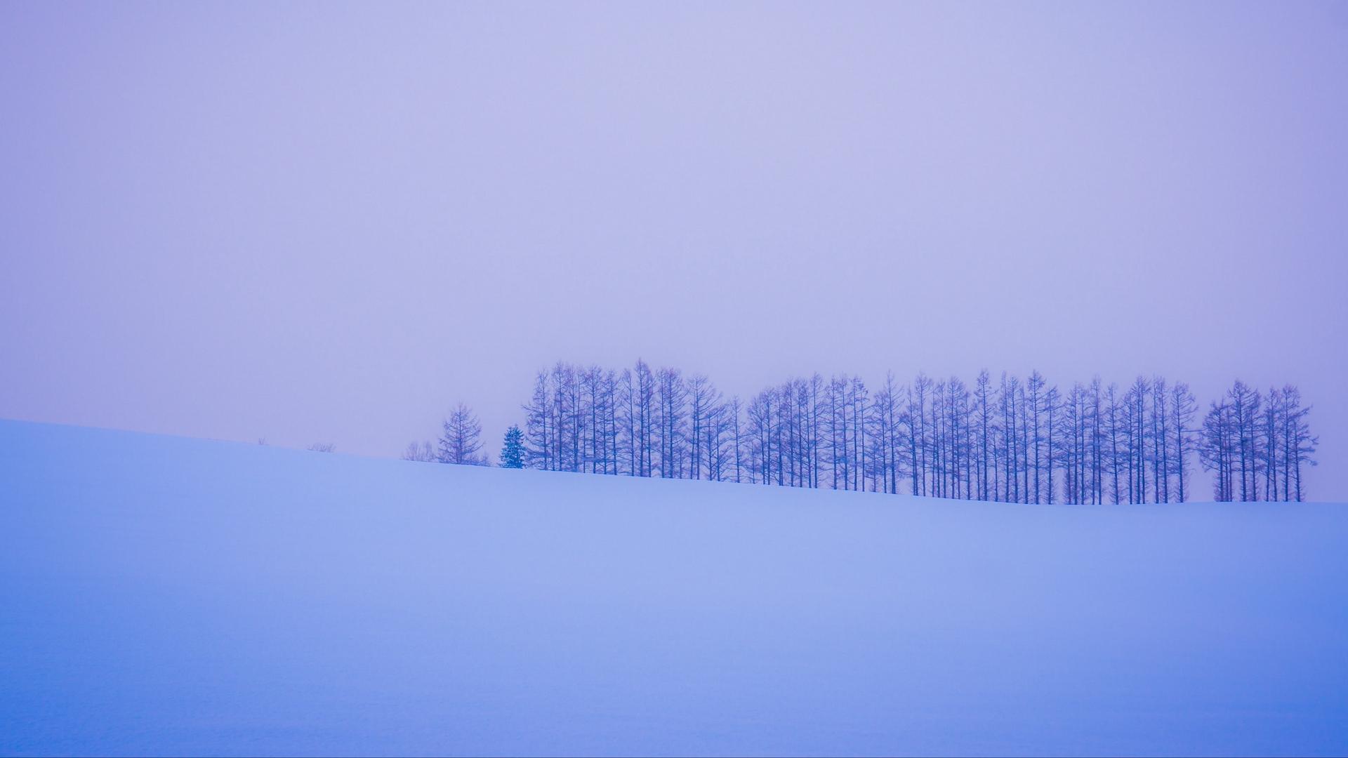 Download wallpaper 1920x1080 trees, snow, winter, minimalism
