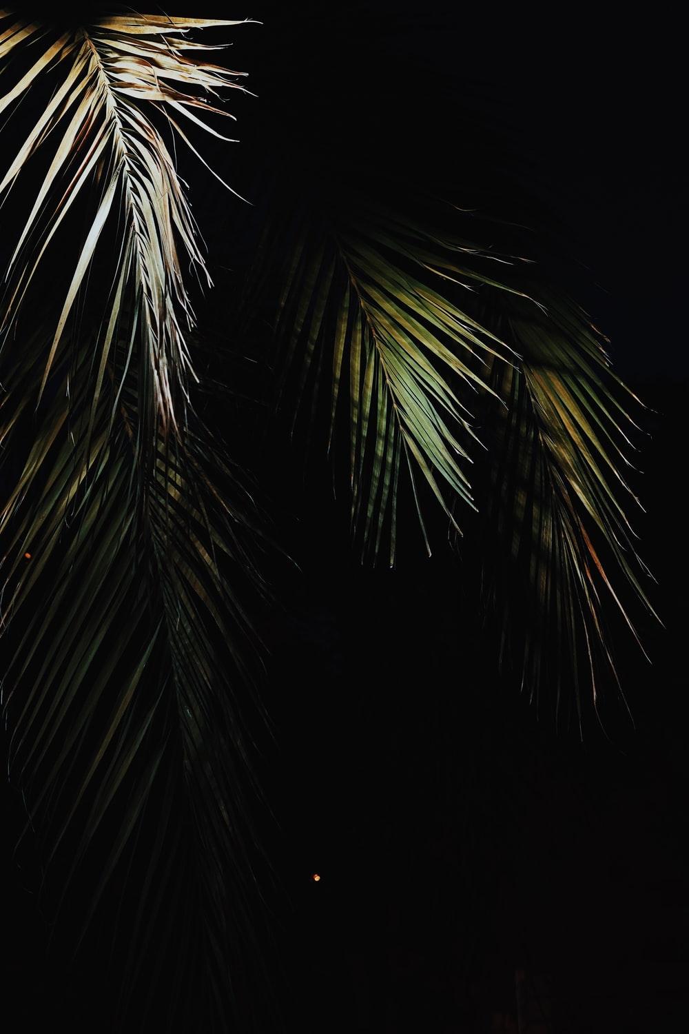 Oled Picture [HD]. Download Free Image