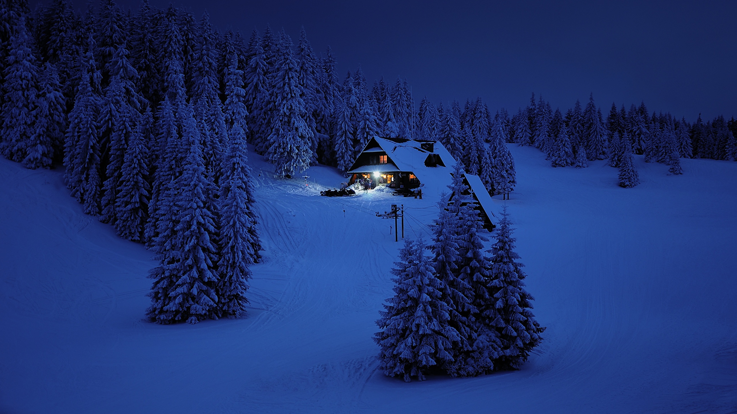 Desktop Wallpaper Winter Spruce Nature Snow Forests night 2560x1440
