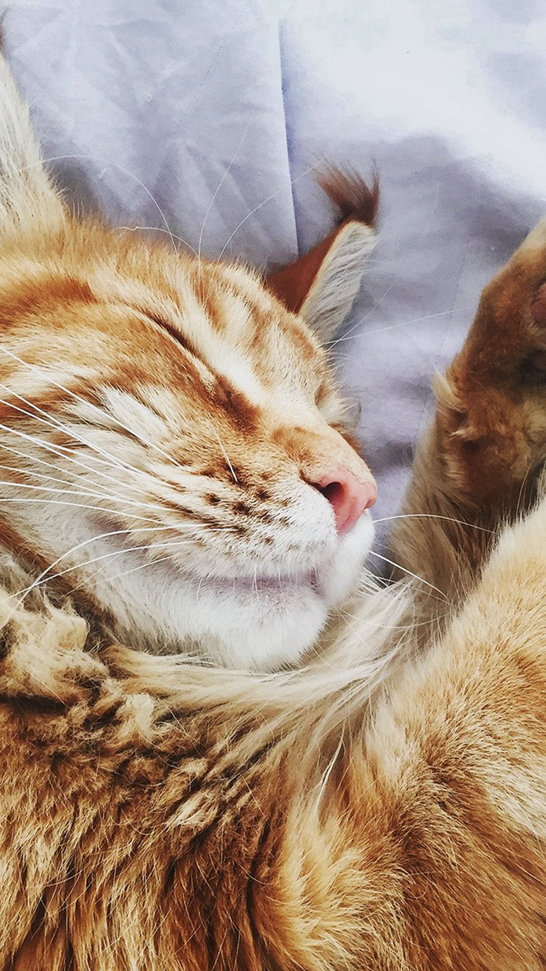 Cat Nap Sleeping Animal Cute Orange iPhone 8 Wallpaper Free