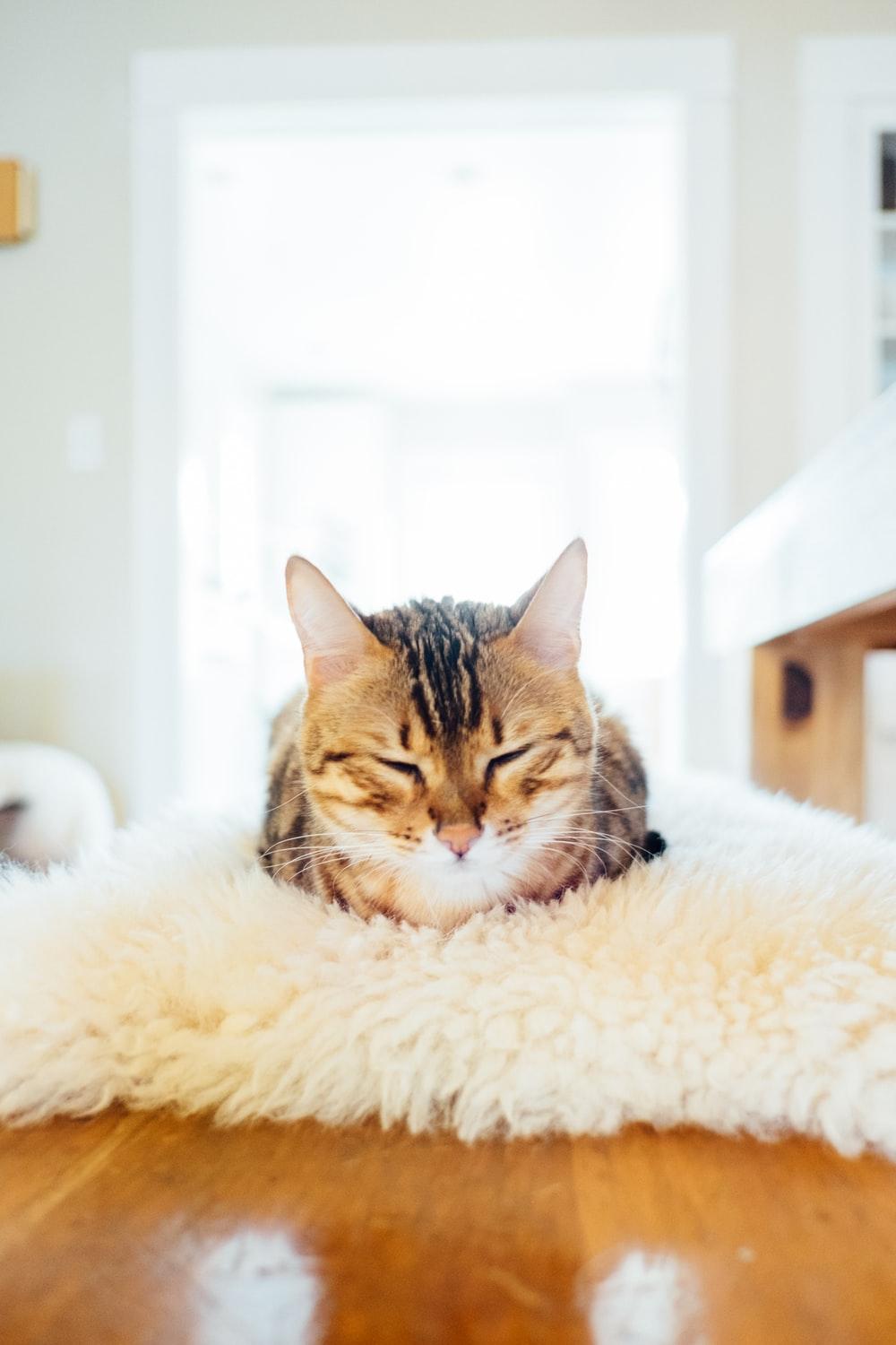 Cat Nap Picture. Download Free Image