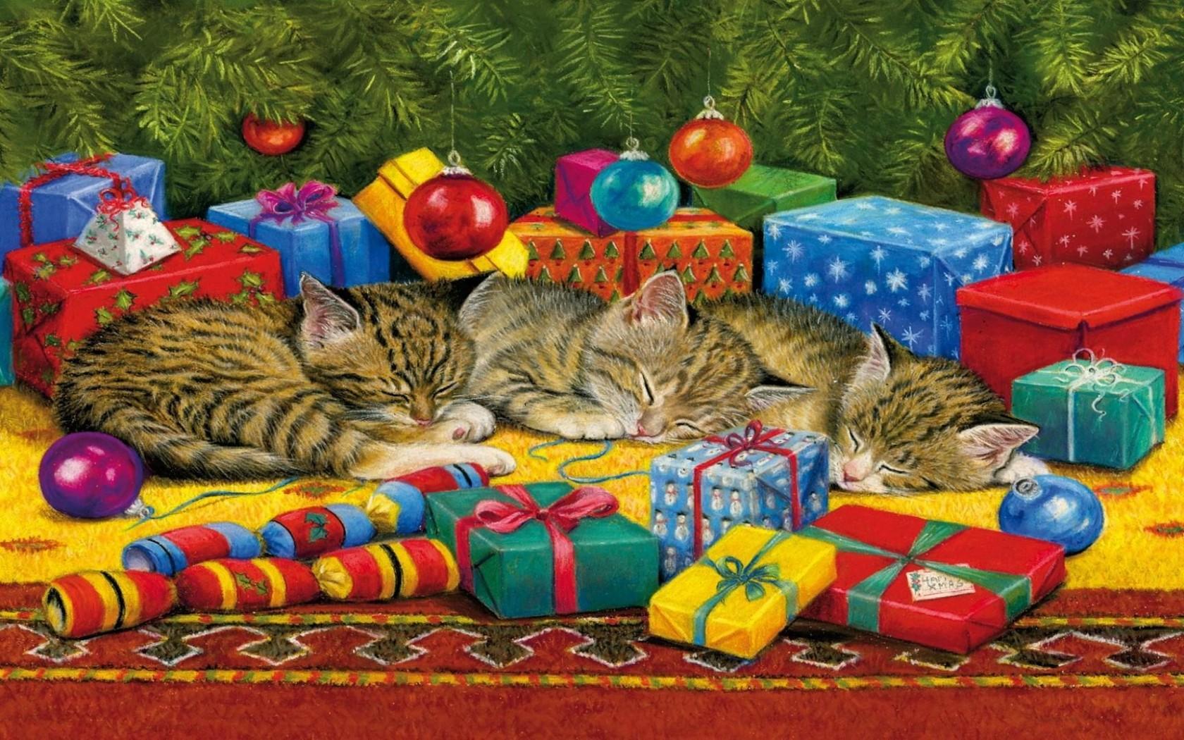 Christmas Cat Nap HD desktop wallpaper, Widescreen, High
