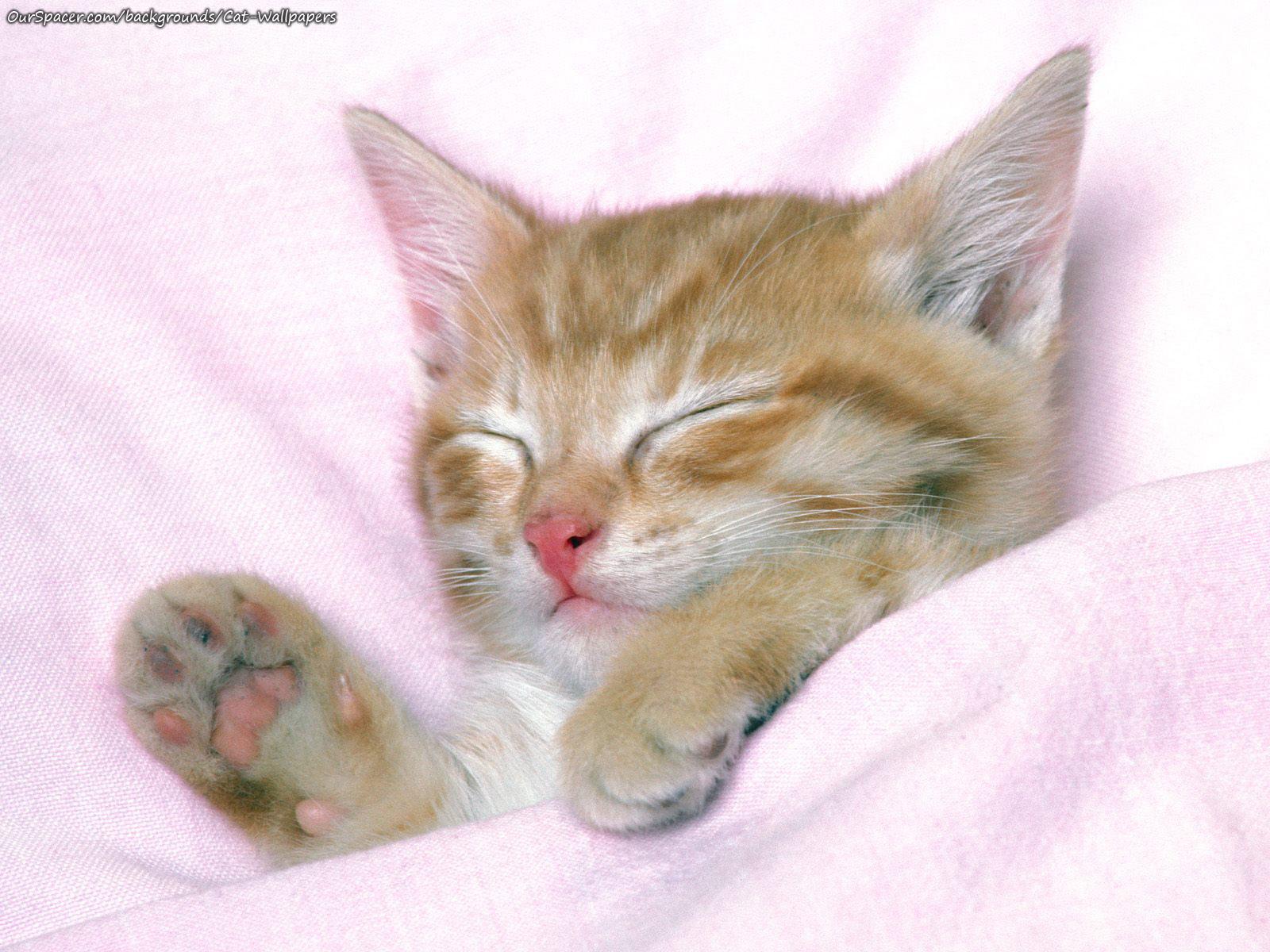 Kitten taking a nap wallpaper and background for myspace