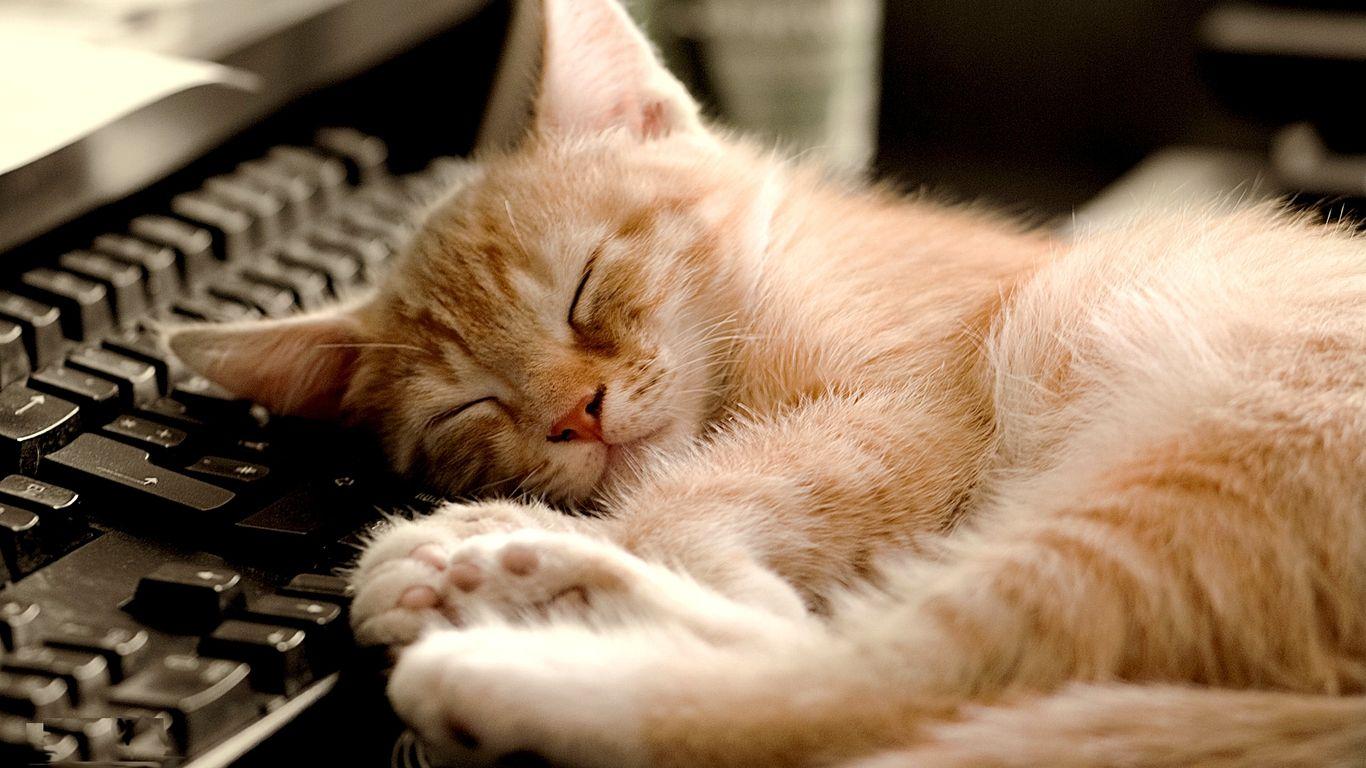 So tired from Tweeting. Cool Cat Picture. Cat sleeping