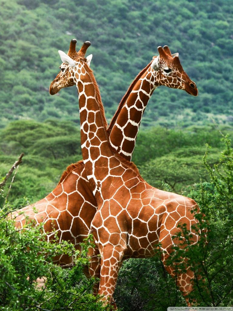 Wild Africa Animals Wallpaper HD