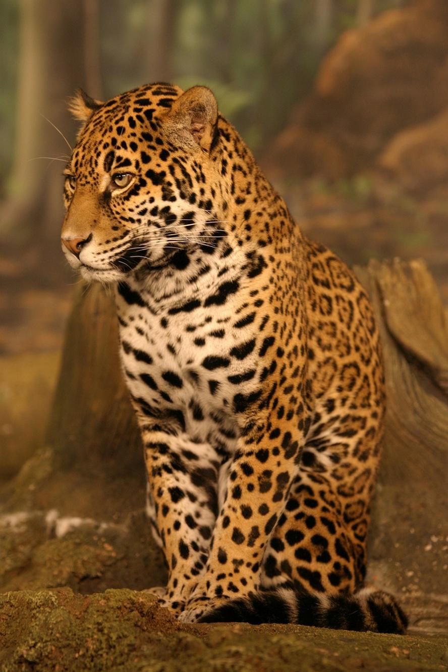 Jaguar Animals HD Wallpaper