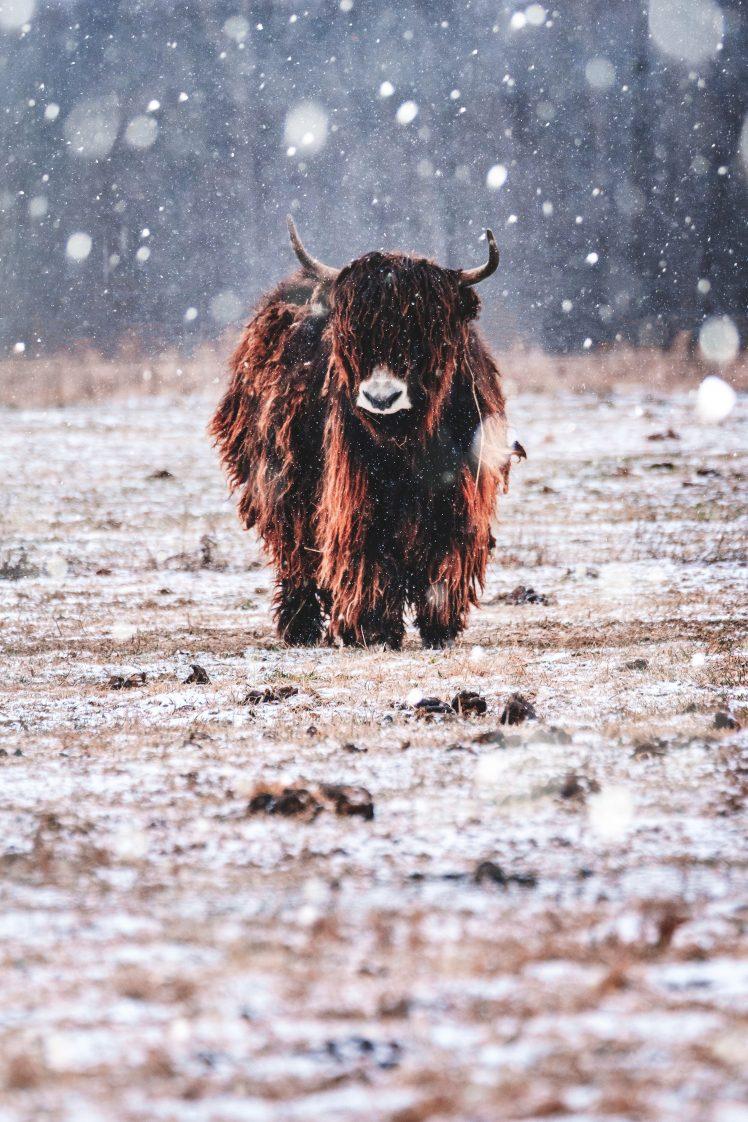 nature, Bison, Snow, Animals Wallpaper HD / Desktop