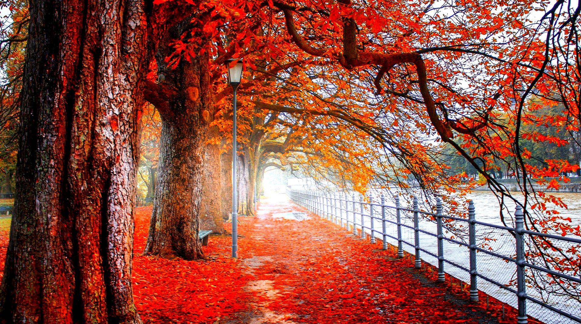 Red Tree 4k Wallpaper Anime Download. Red tree, Nature wallpaper