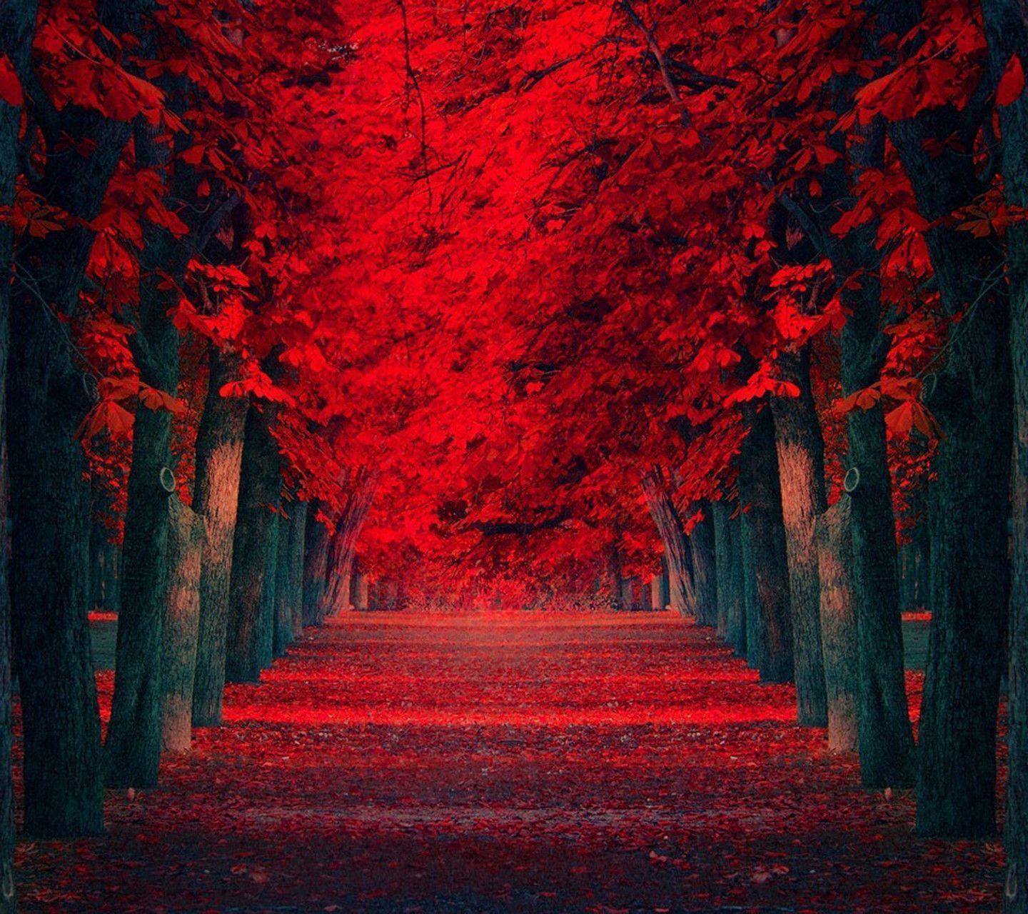 Red Nature Wallpaper Free Red Nature Background