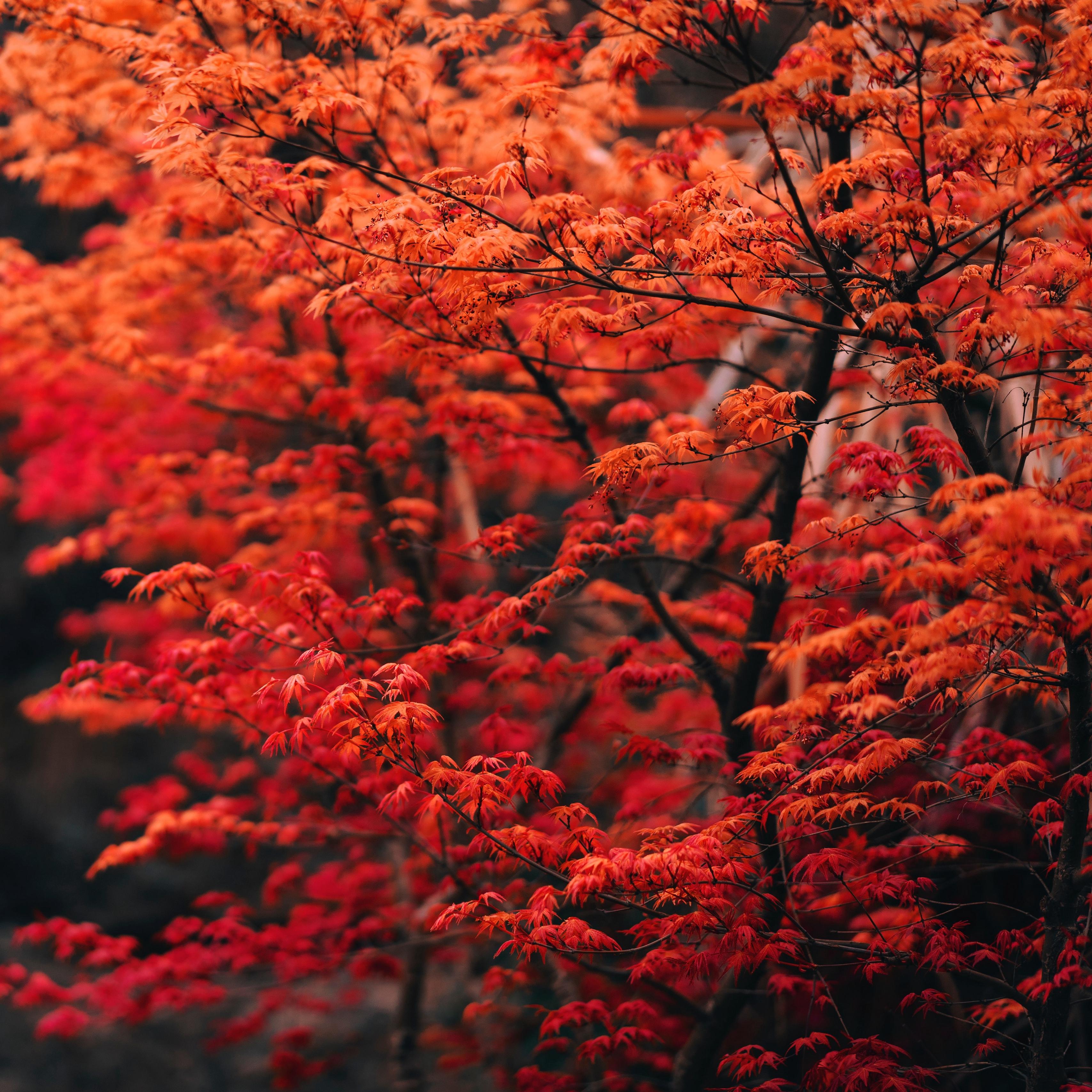 Download wallpaper 3415x3415 tree, branches, leaves, red