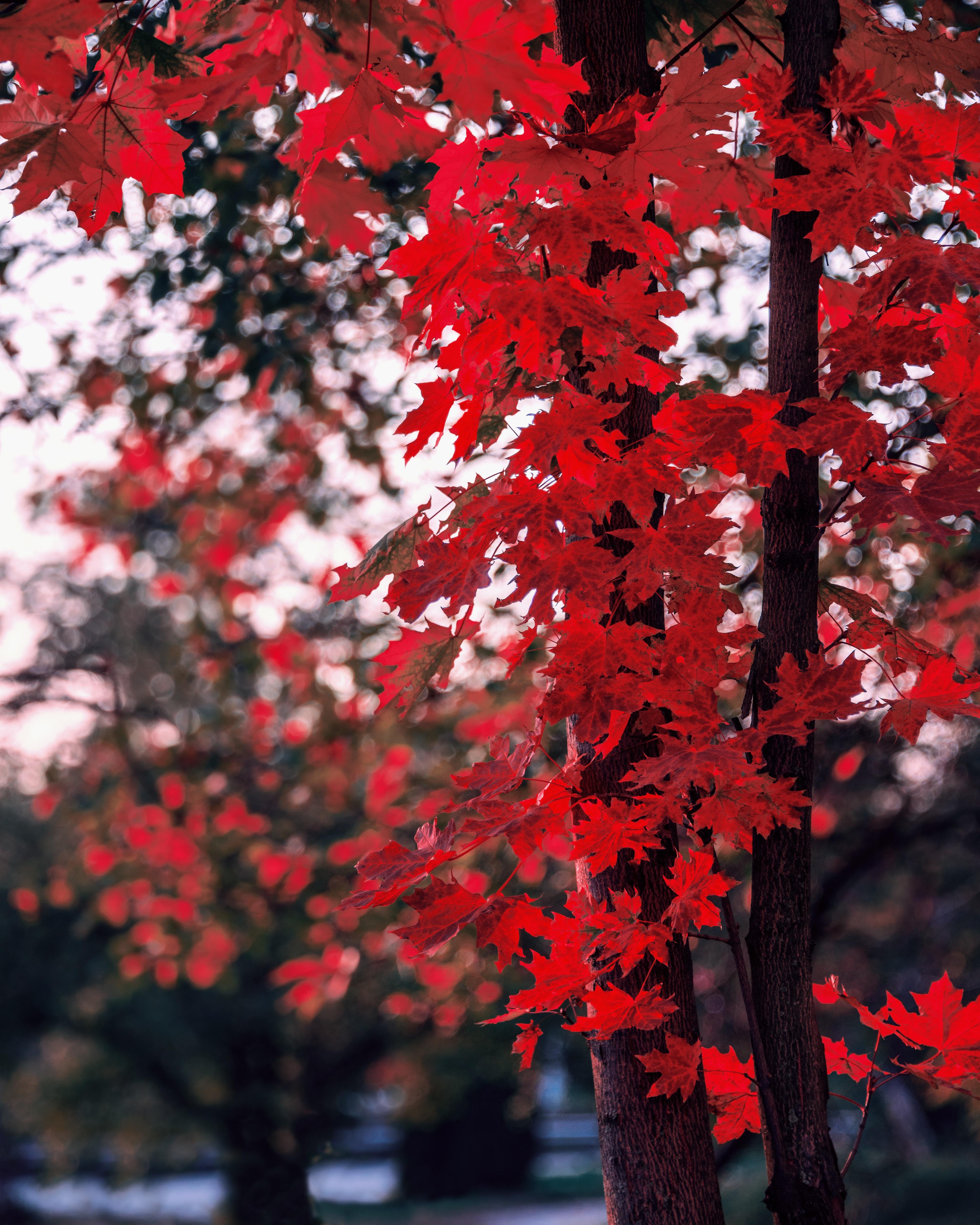 Red trees Wallpapers Download  MobCup