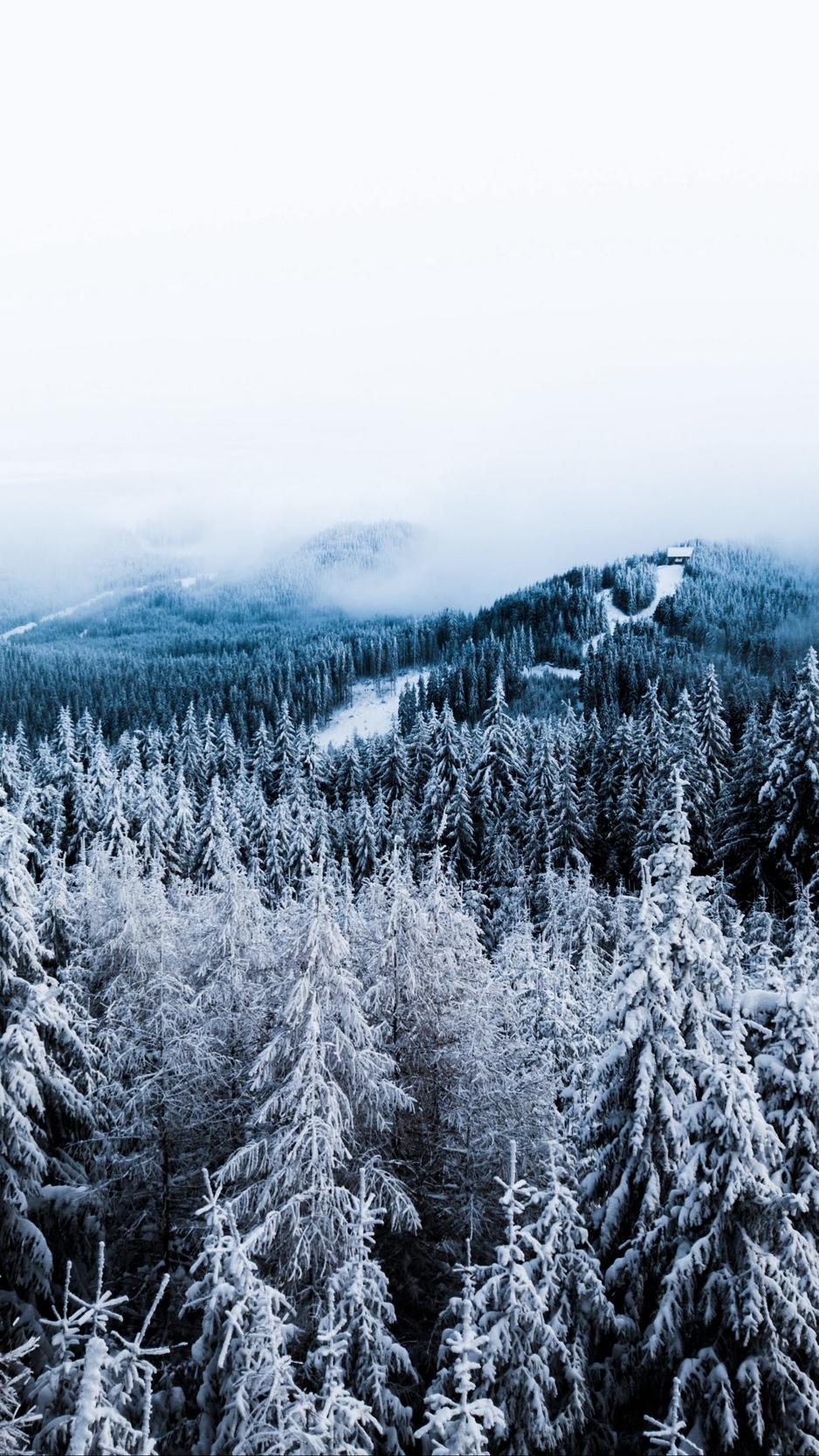 Download wallpaper 938x1668 winter, trees, fog, snow, aerial