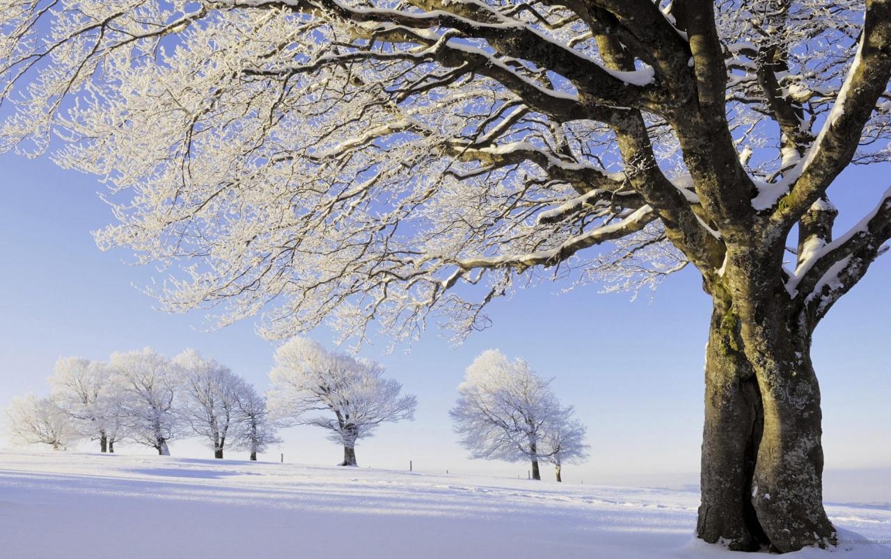 Winter Trees Wallpapers - Wallpaper Cave