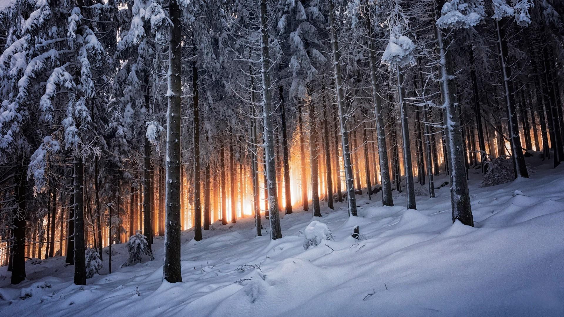 nature, Forest, Trees, Snow, Winter Wallpaper HD / Desktop