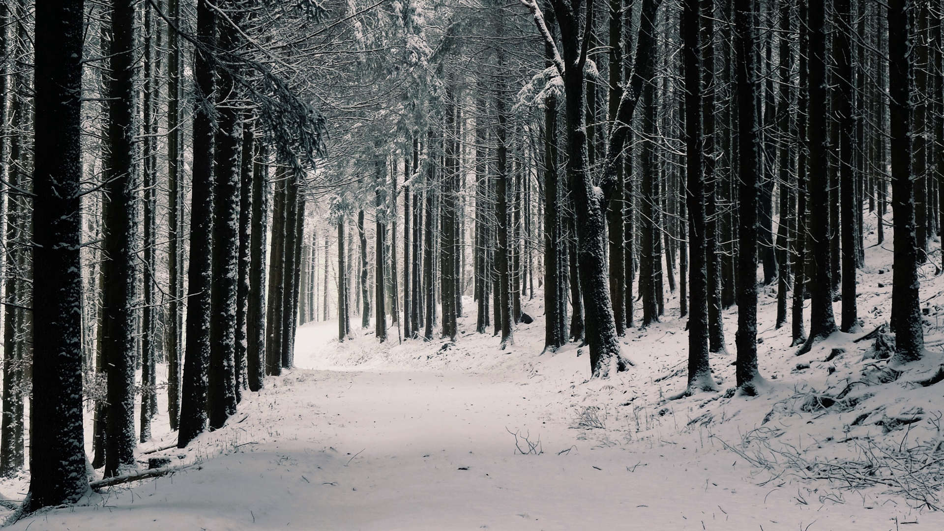 Download wallpaper 1920x1080 forest, trees, snow, winter