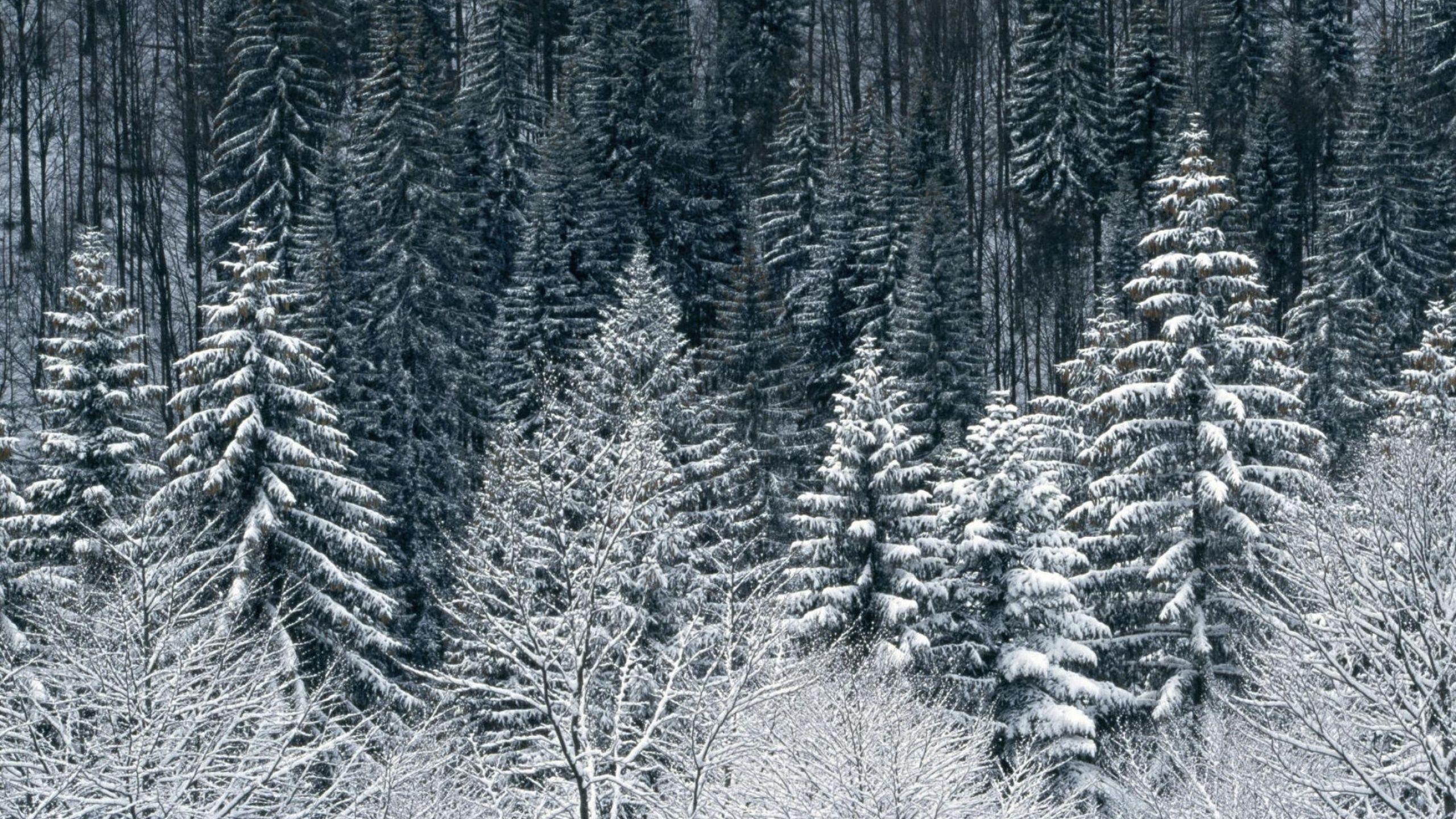 Snow Trees Forest desktop PC and Mac wallpaper