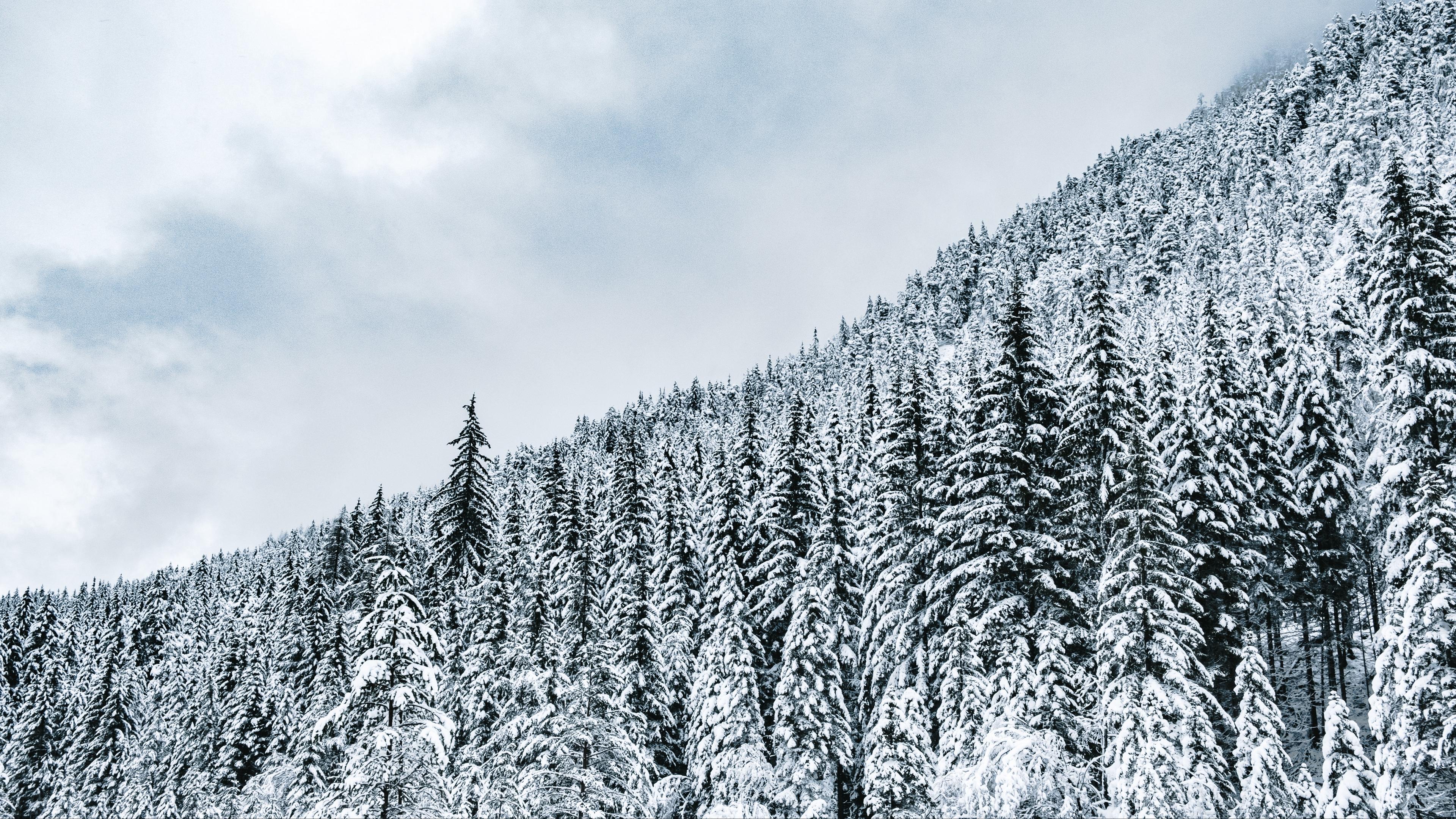 Download wallpaper 3840x2160 forest, trees, snow, snowy