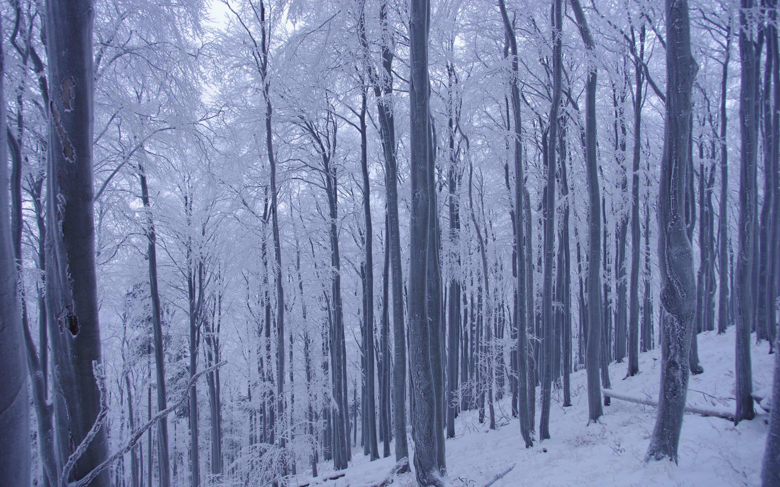 Winter forest trees snow landscape g wallpaperx1600