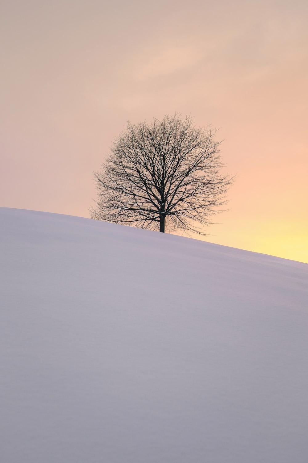 leafless tree on the hill photo