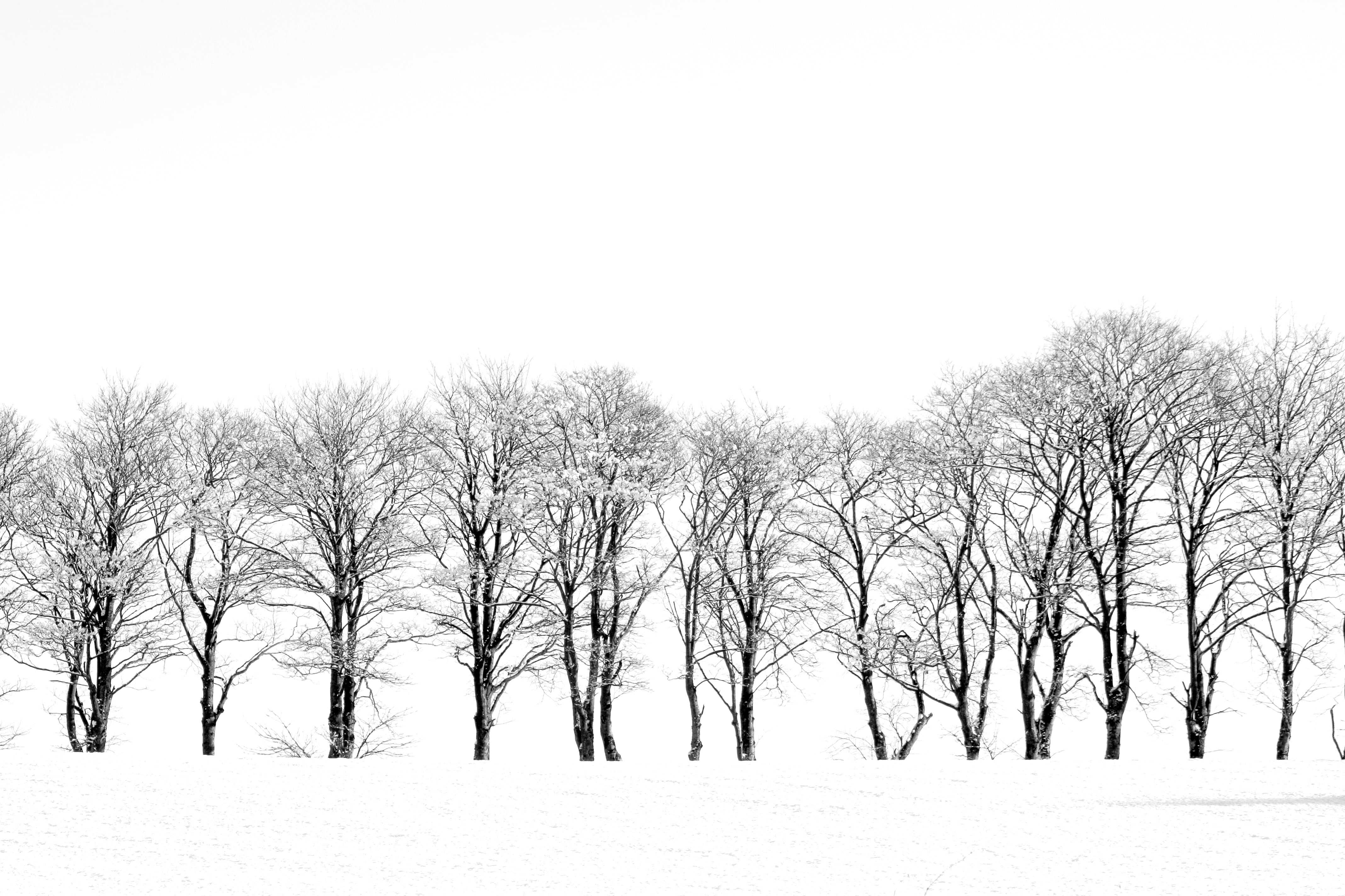 Силуэты деревьев зимой