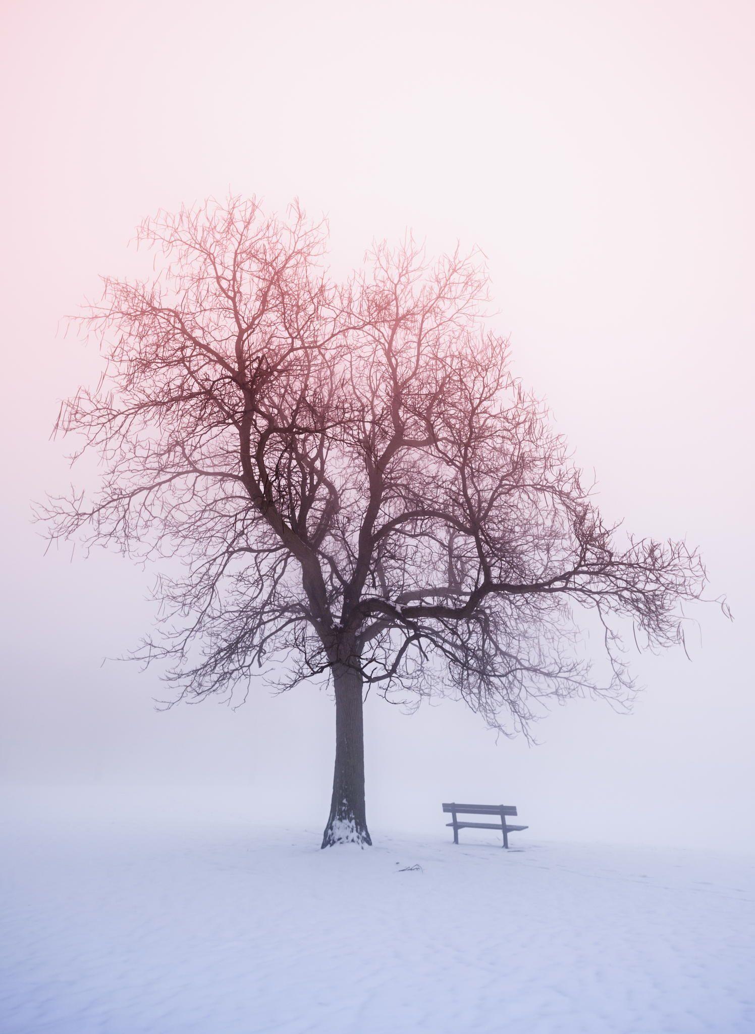 Winter tree in fog at sunrise winter sunrise scene