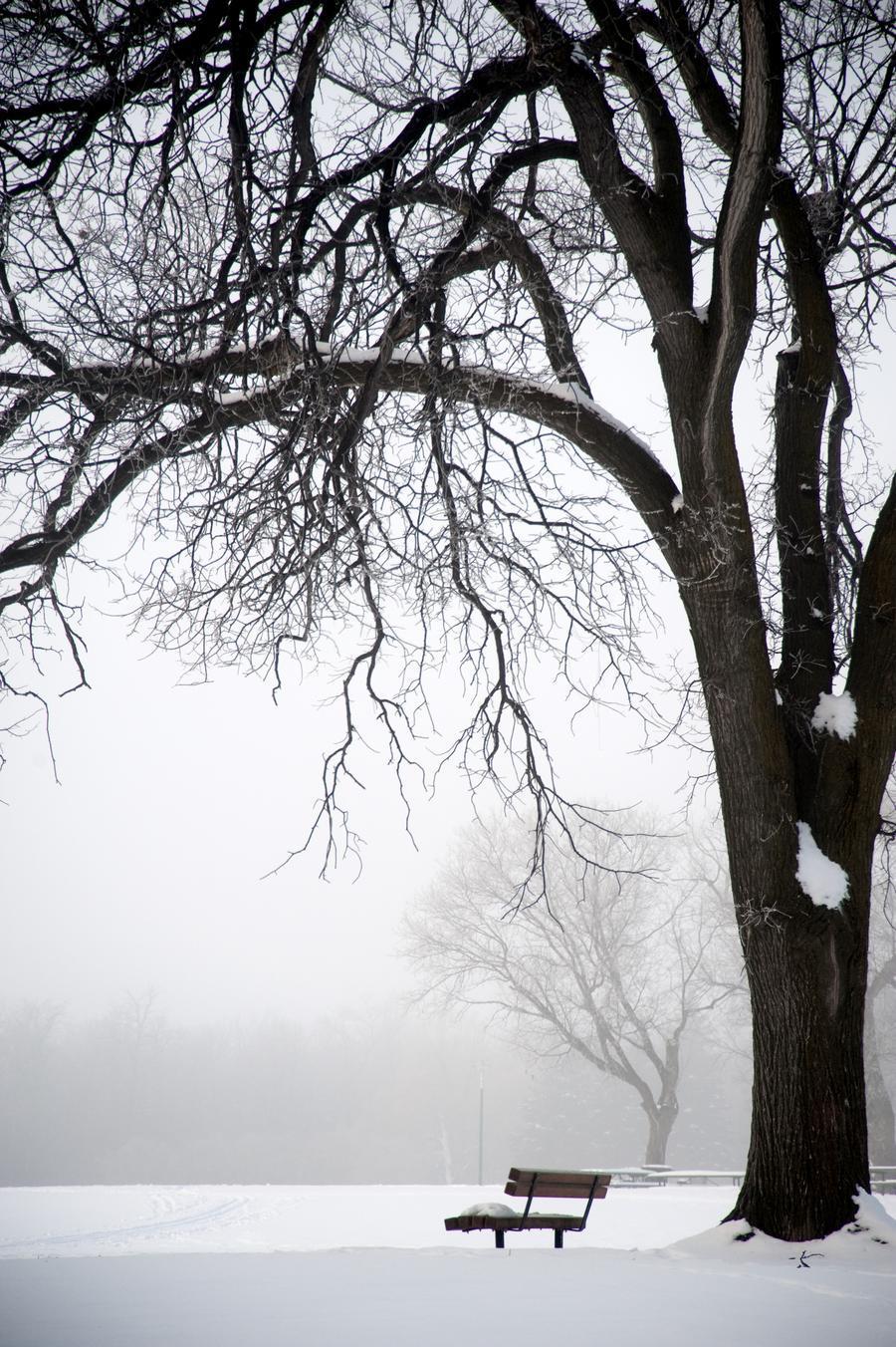 Bench Under Tree Winter