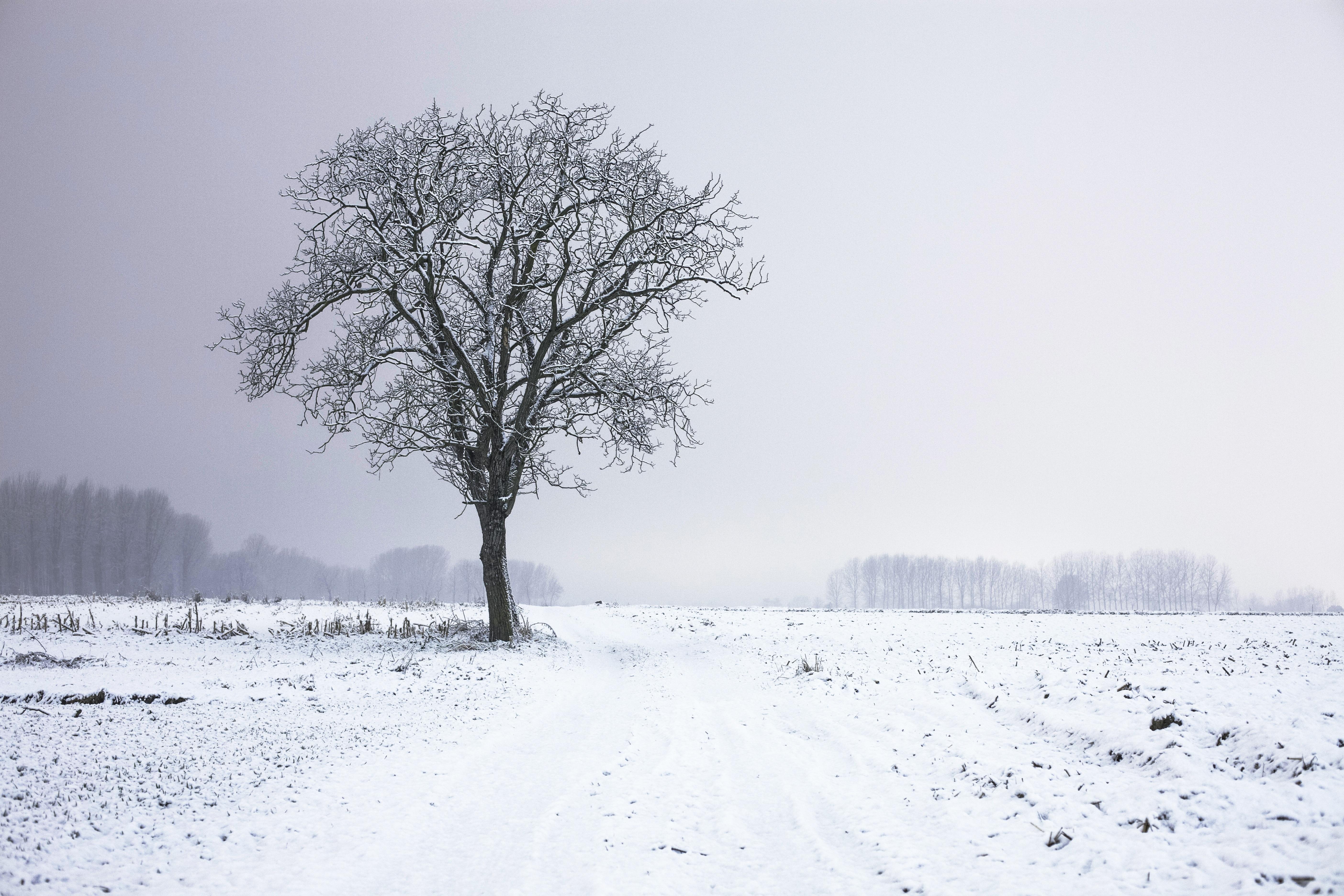 This picture features a tree in a beautiful winter setting