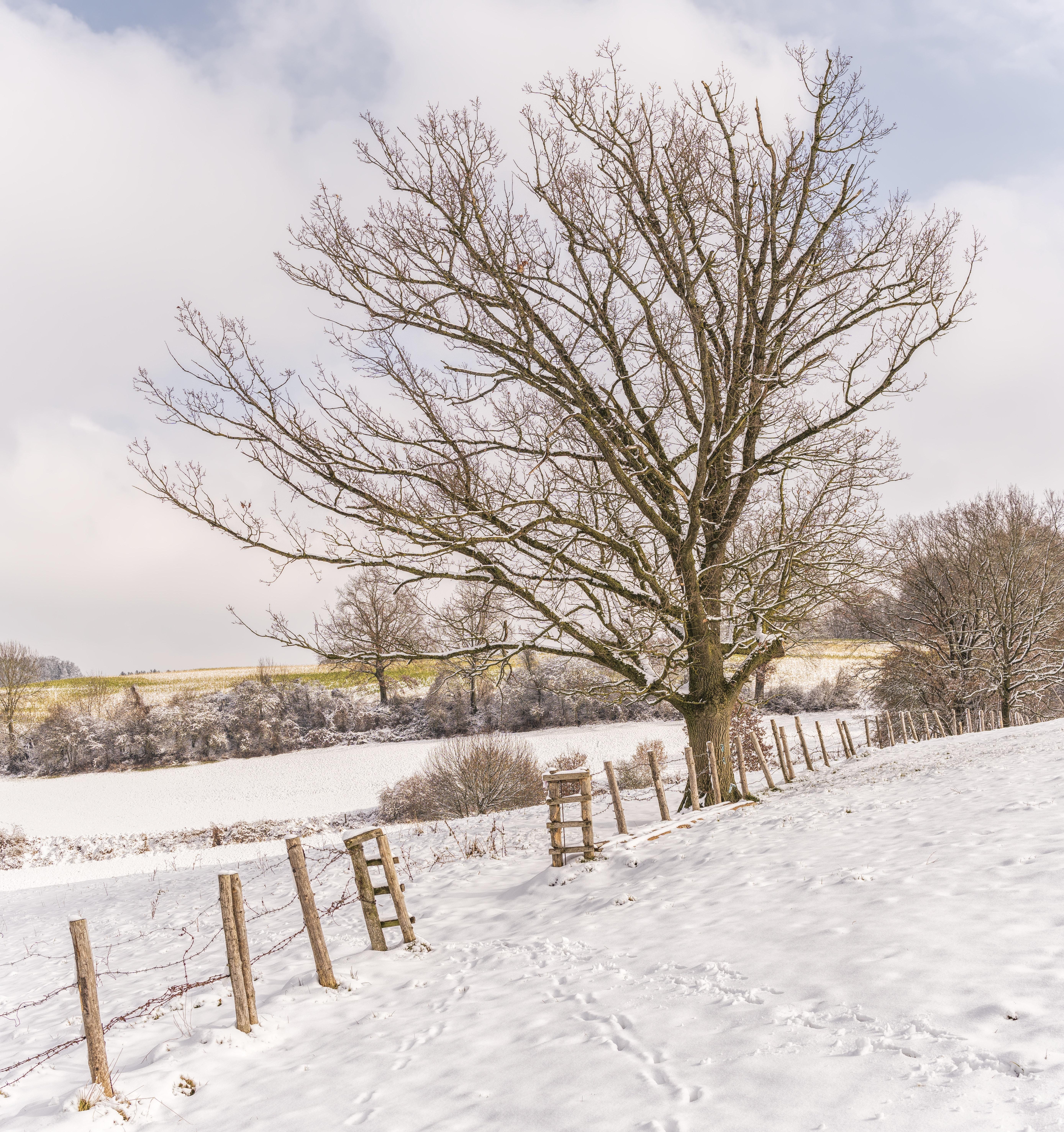 Bare Tree With Ground Covered by Snow · Free