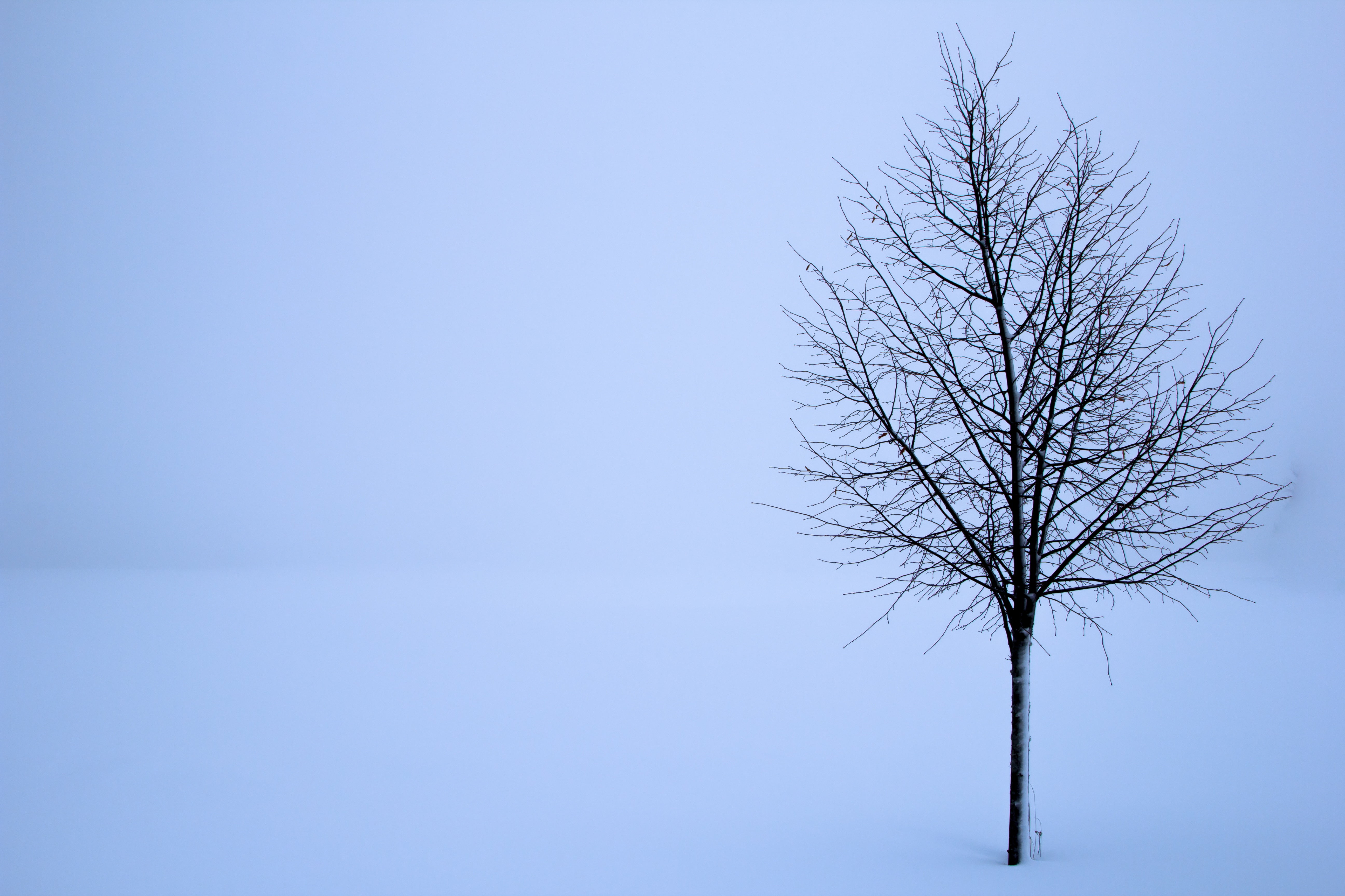 Leafless tree during winter HD wallpaper