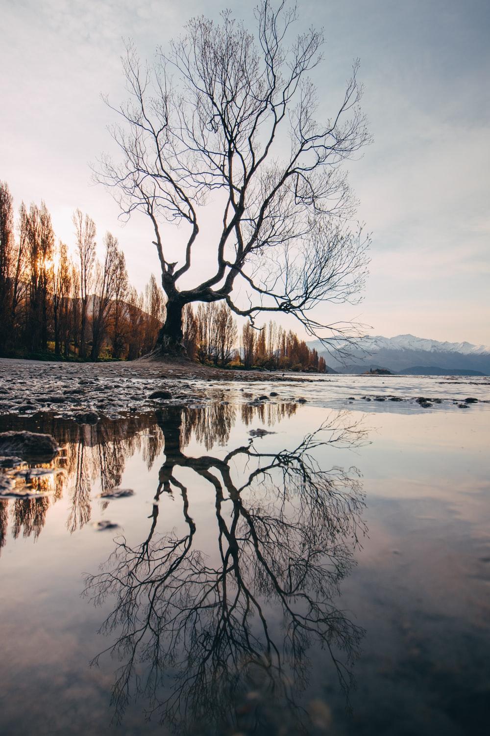 The Wanaka Tree, New Zealand Picture. Download Free Image