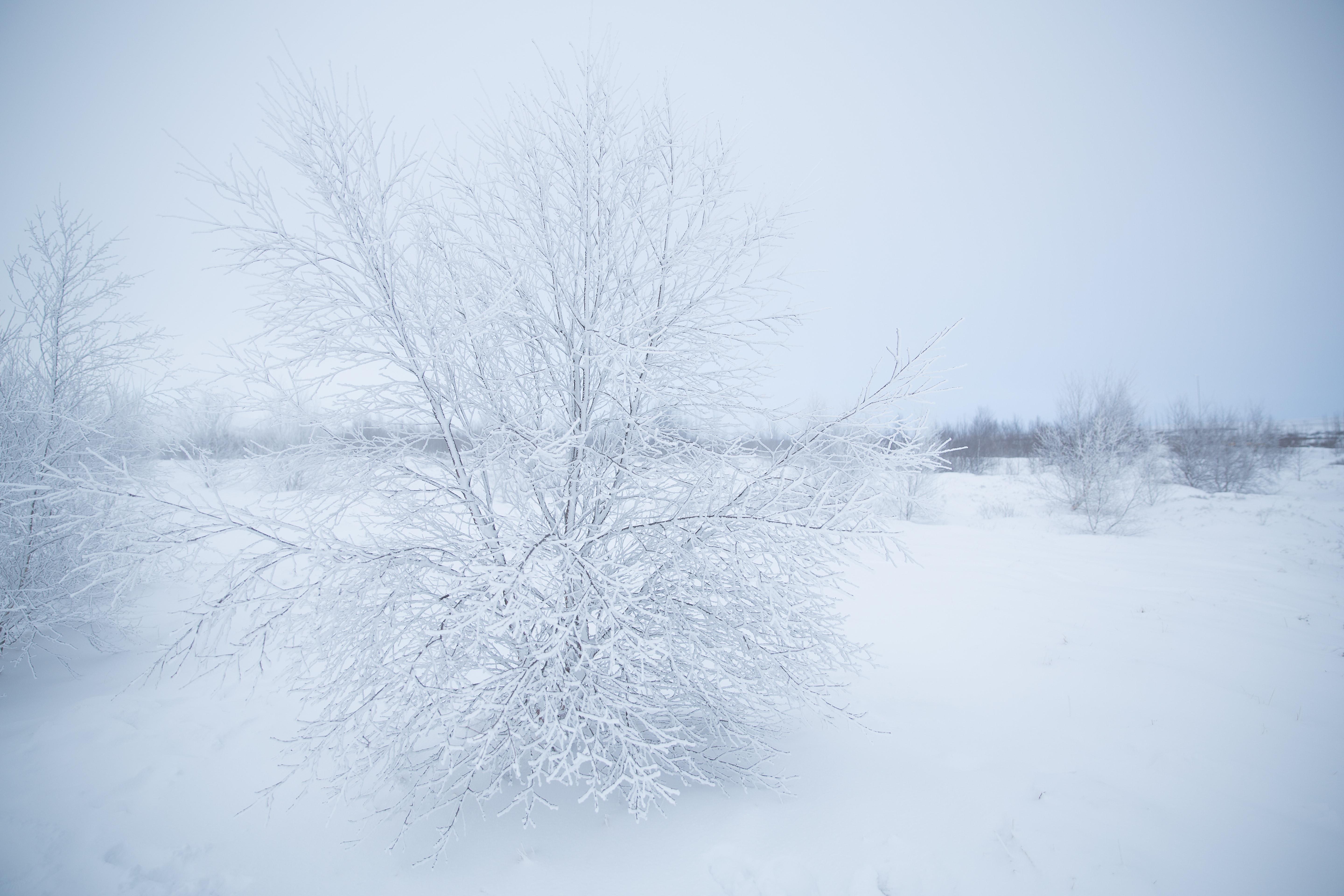 Leafless Tree Winter Wallpapers - Wallpaper Cave