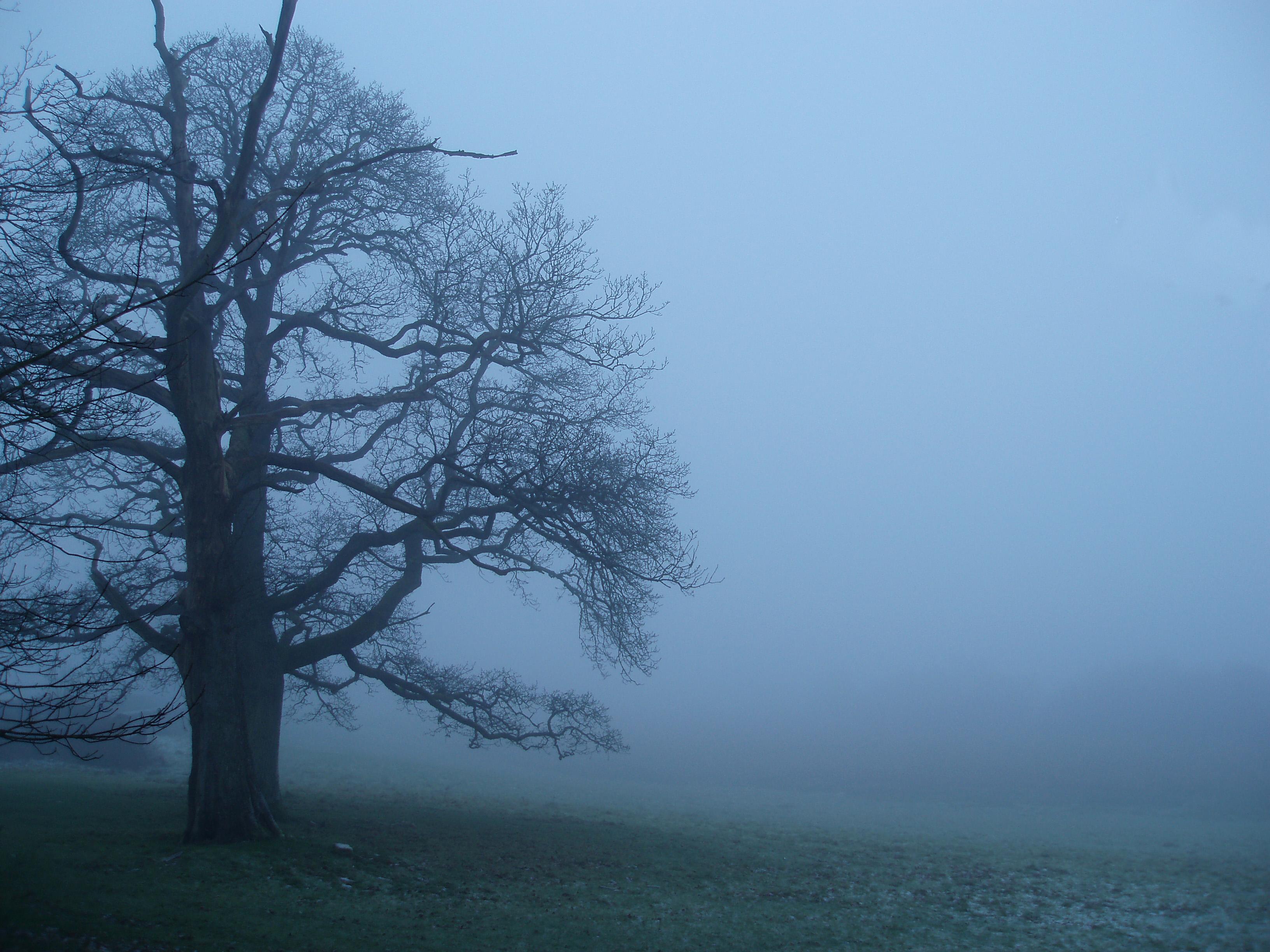 winter mist and tree. Free background and textures