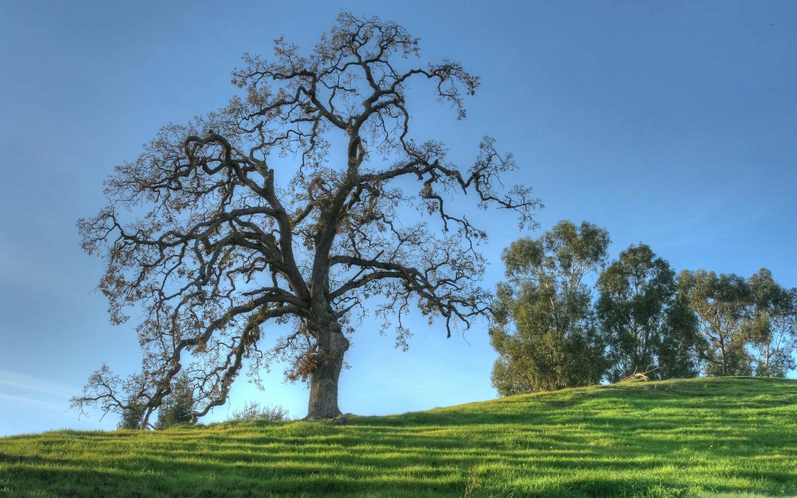 Leafless Tree Mac Wallpaper Download