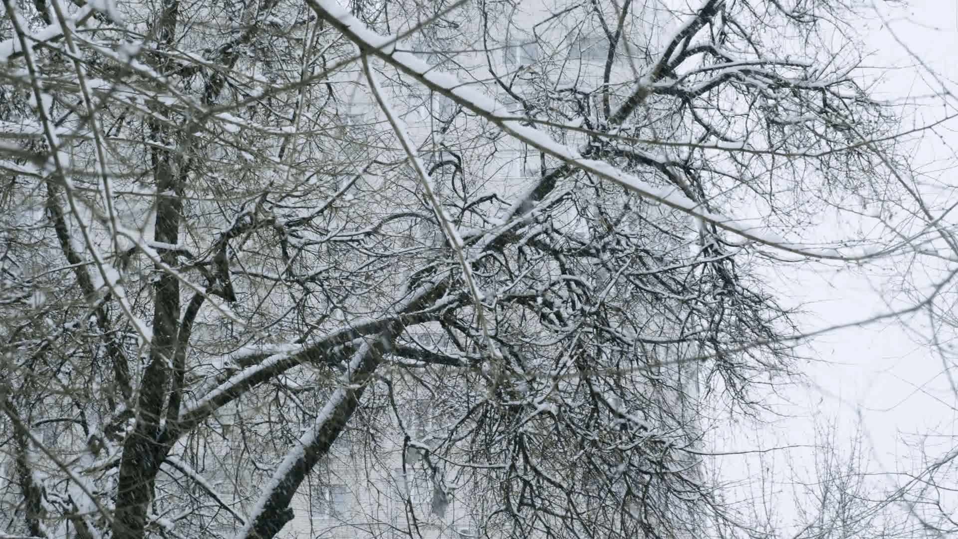 Winter Landscape. Close Up Shot Of Snow Falling On Leafless Tree Branches. 4K Stock Video Footage
