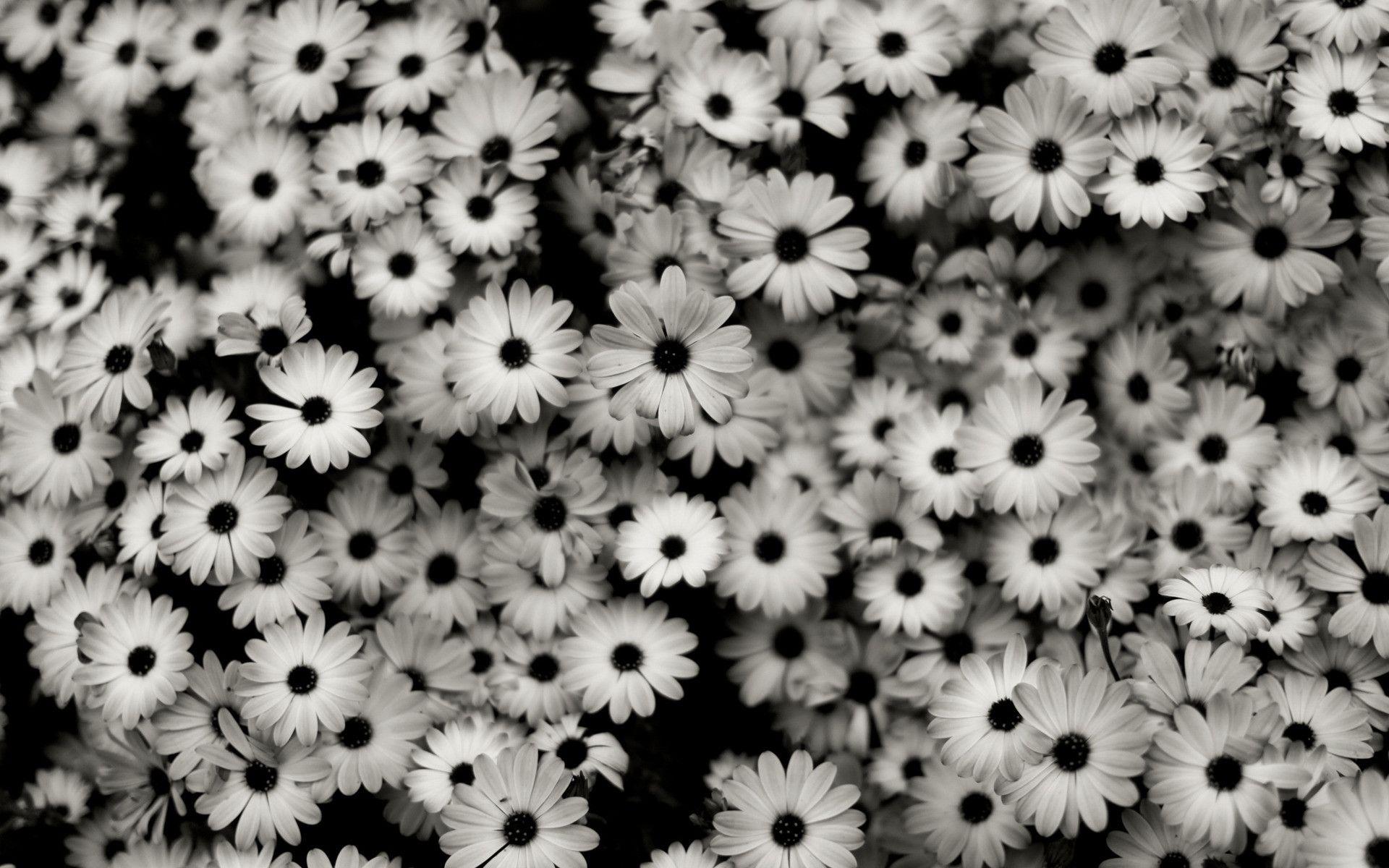 Black and White Aesthetic Flower Wallpaper Free Black