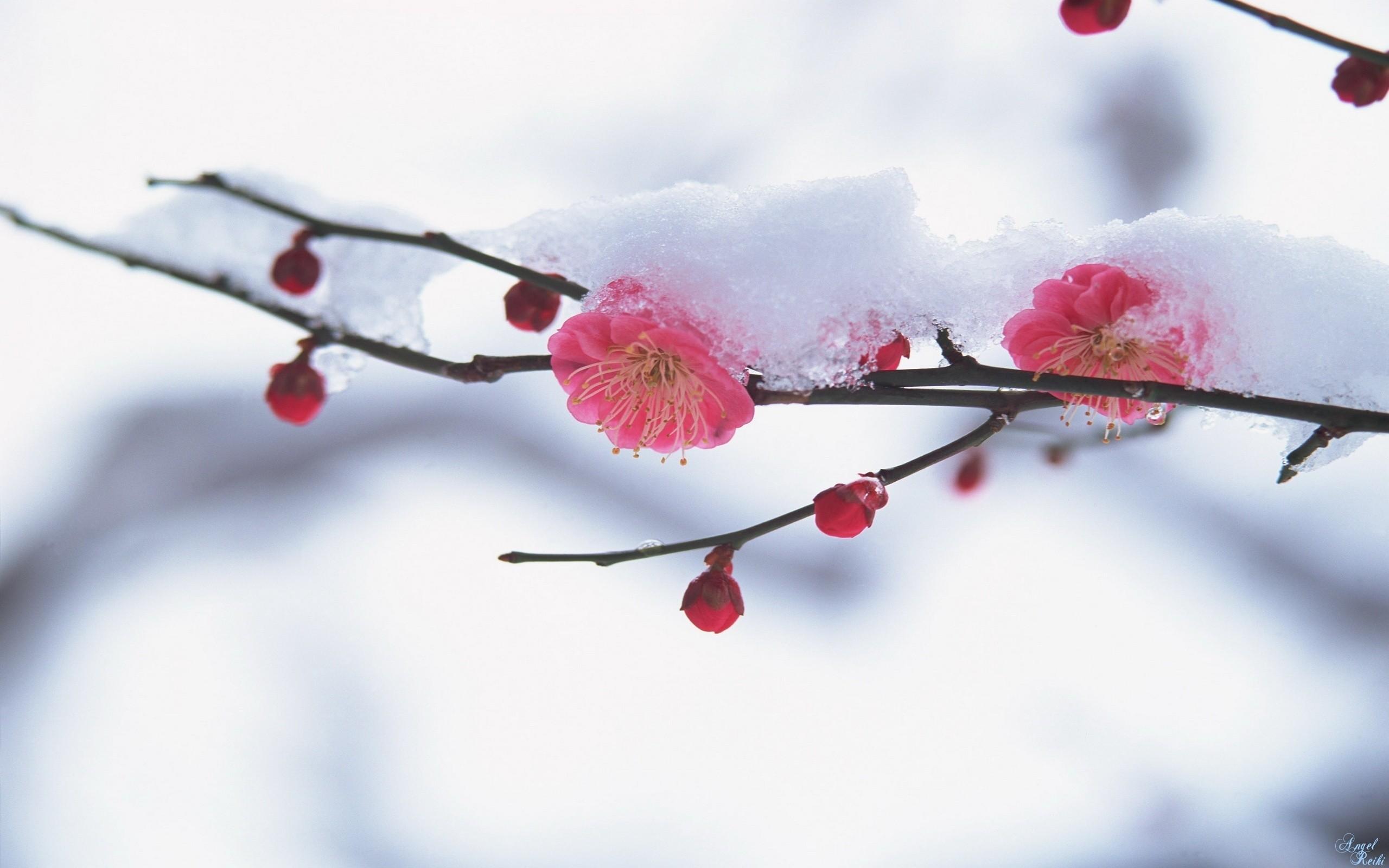 Spring with a dust of snow wallpaper
