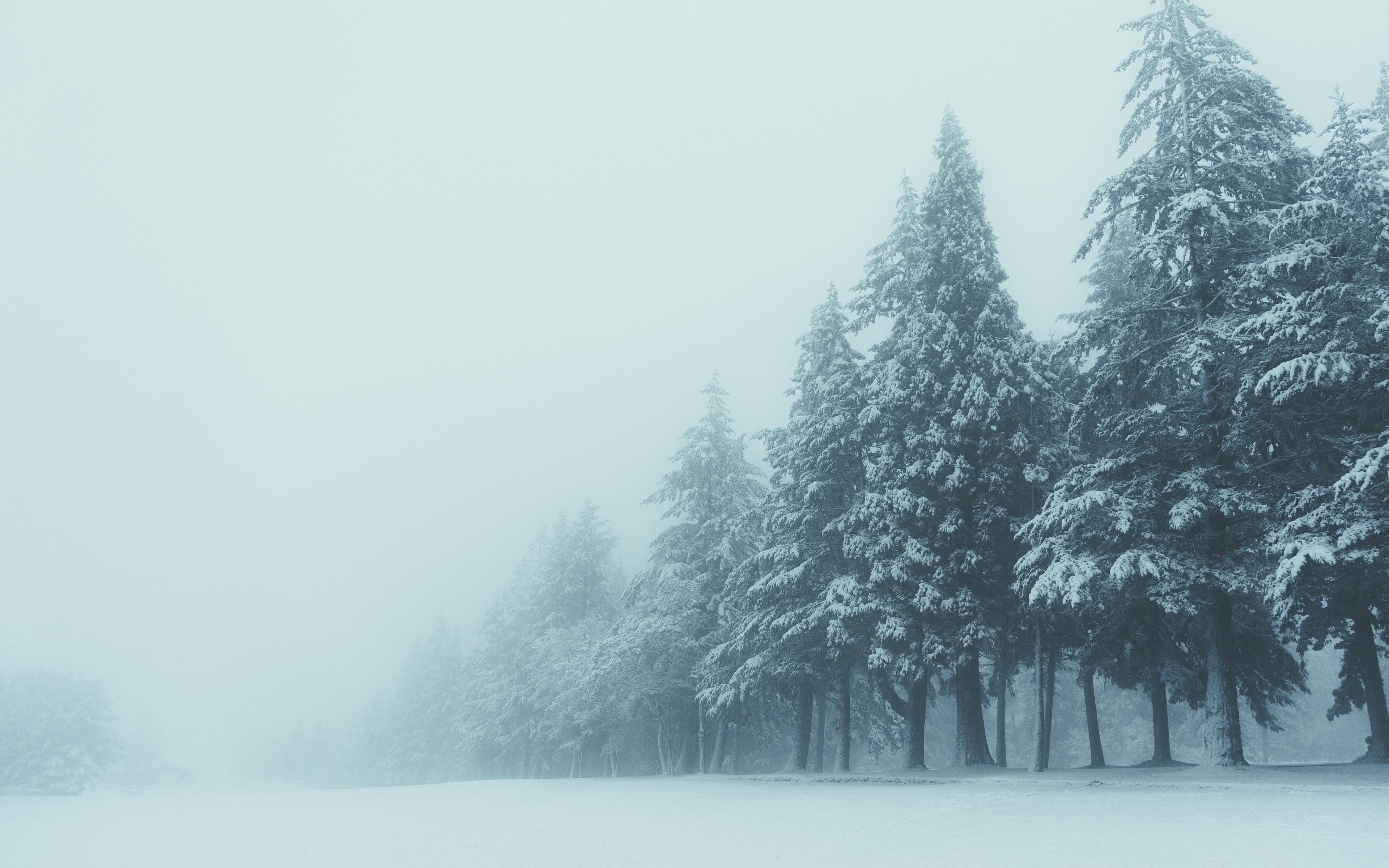 Download wallpaper 3840x2400 trees, winter, fog, snow 4k