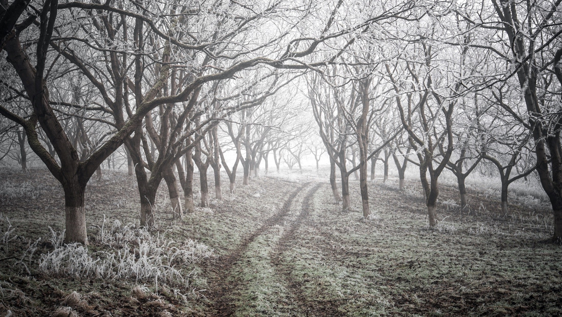 Download 2200x1239 Forest, Winter, Path, Trees, Snow, Fog